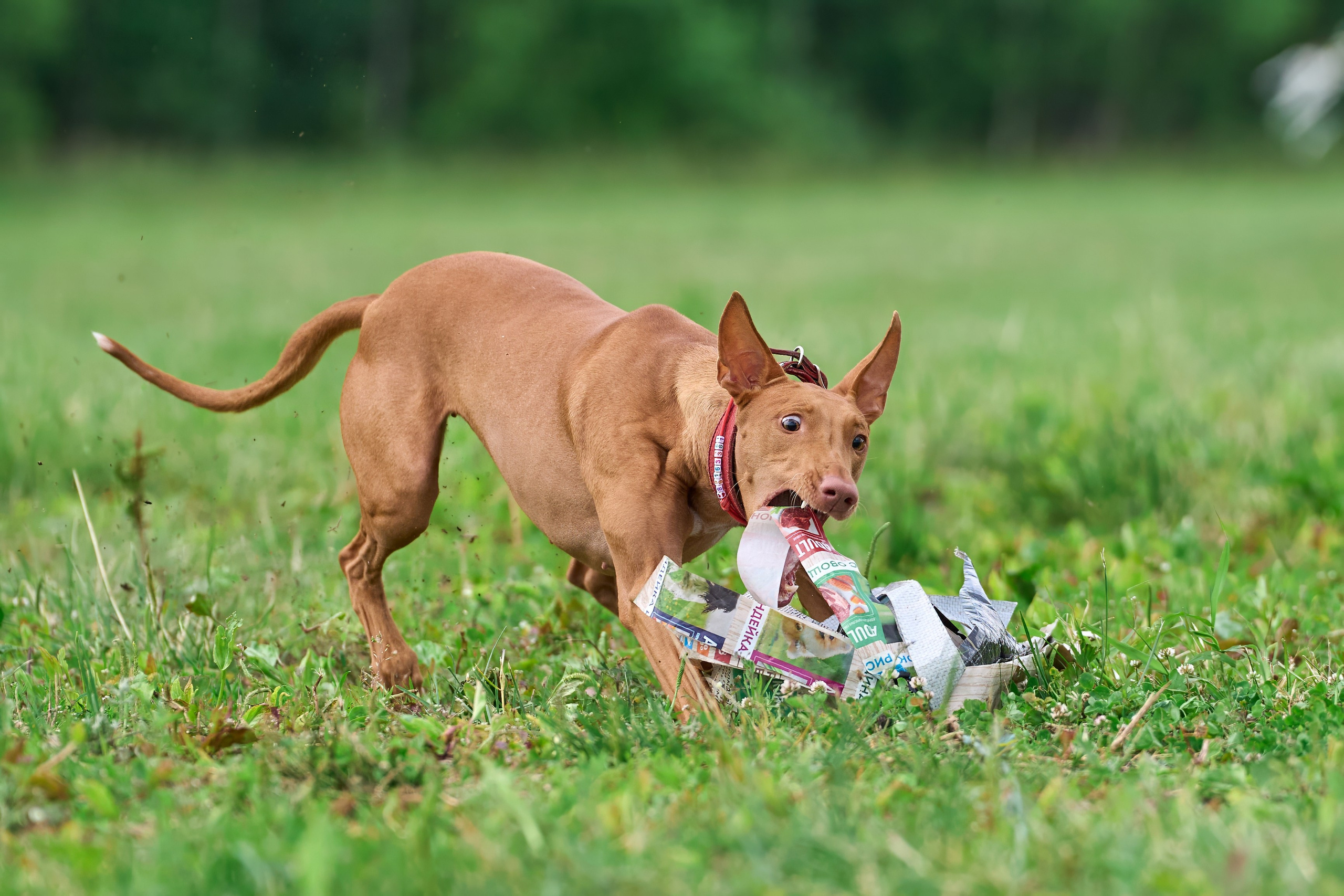 Тренировка по курсингу в Донино. Фотограф-анималист Михаил Манухин
