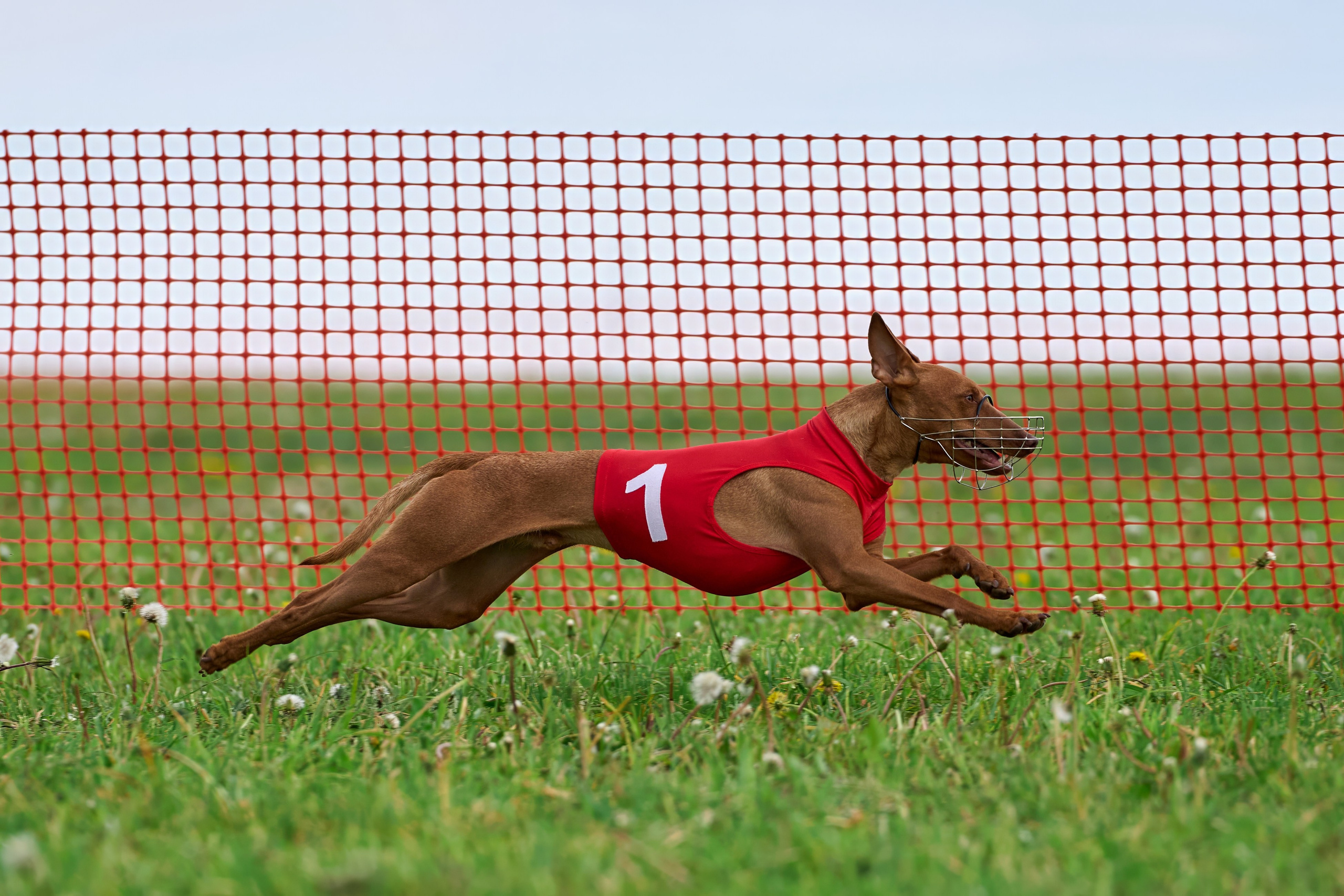 Квалификация по рейсингу. РАЛББ и Курсинг на Ярославке. Фотограф-анималист Михаил Манухин