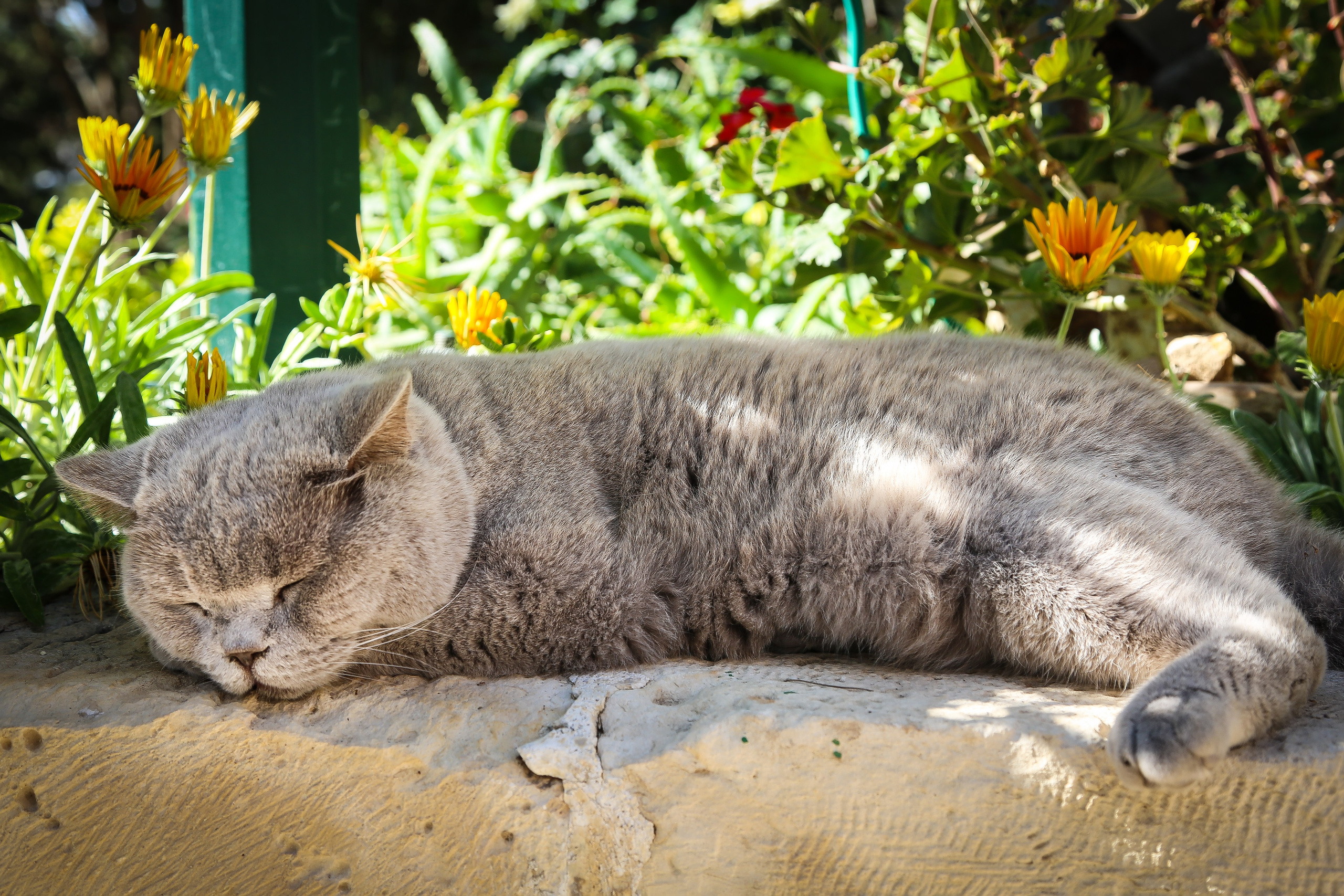Израиль: «Под небом голубым есть город золотой…». Дарья Письменюк / Darya Leitstern — фотограф, музыкант, журналист, путешественник