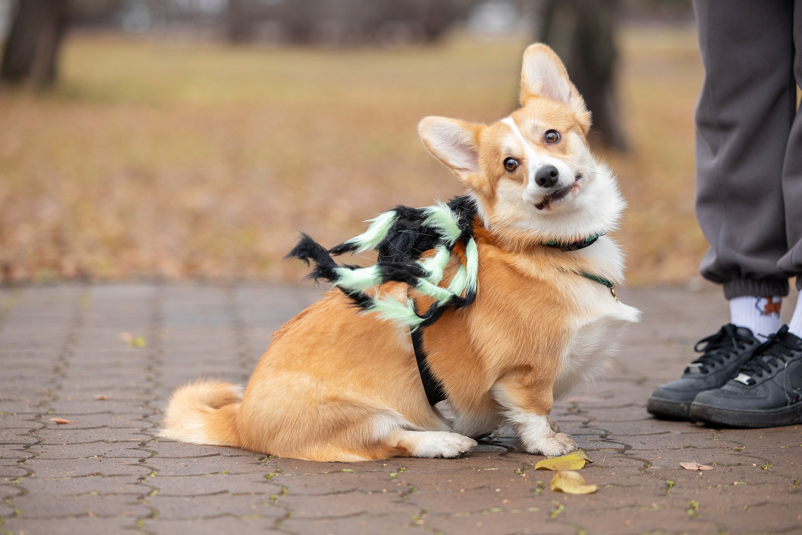 Корги-туса. Фотограф-анималист в Омске Екатерина Маричева