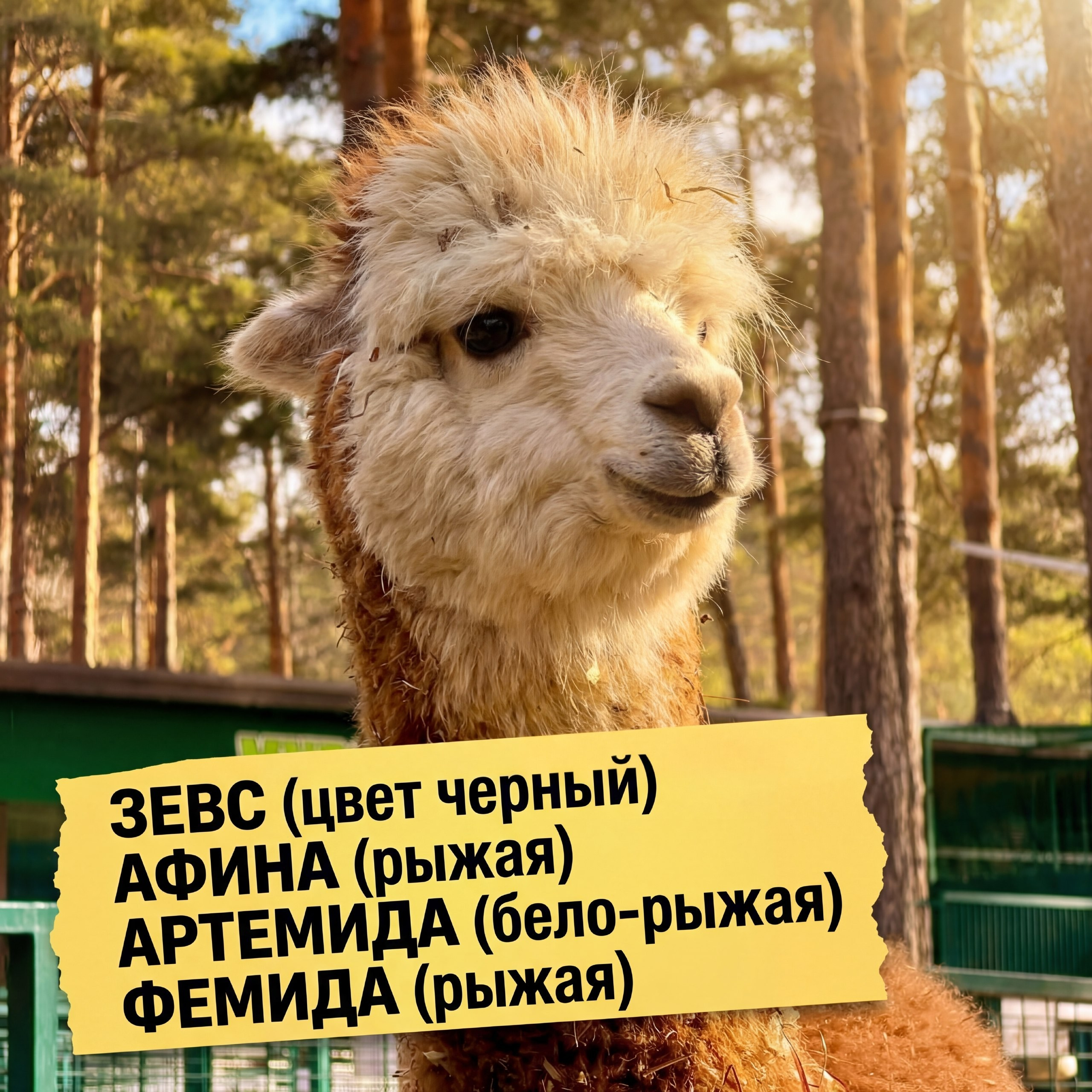 Альпака Милейшие родственники лам из Южной Америки в зоопарке Лесная Братва