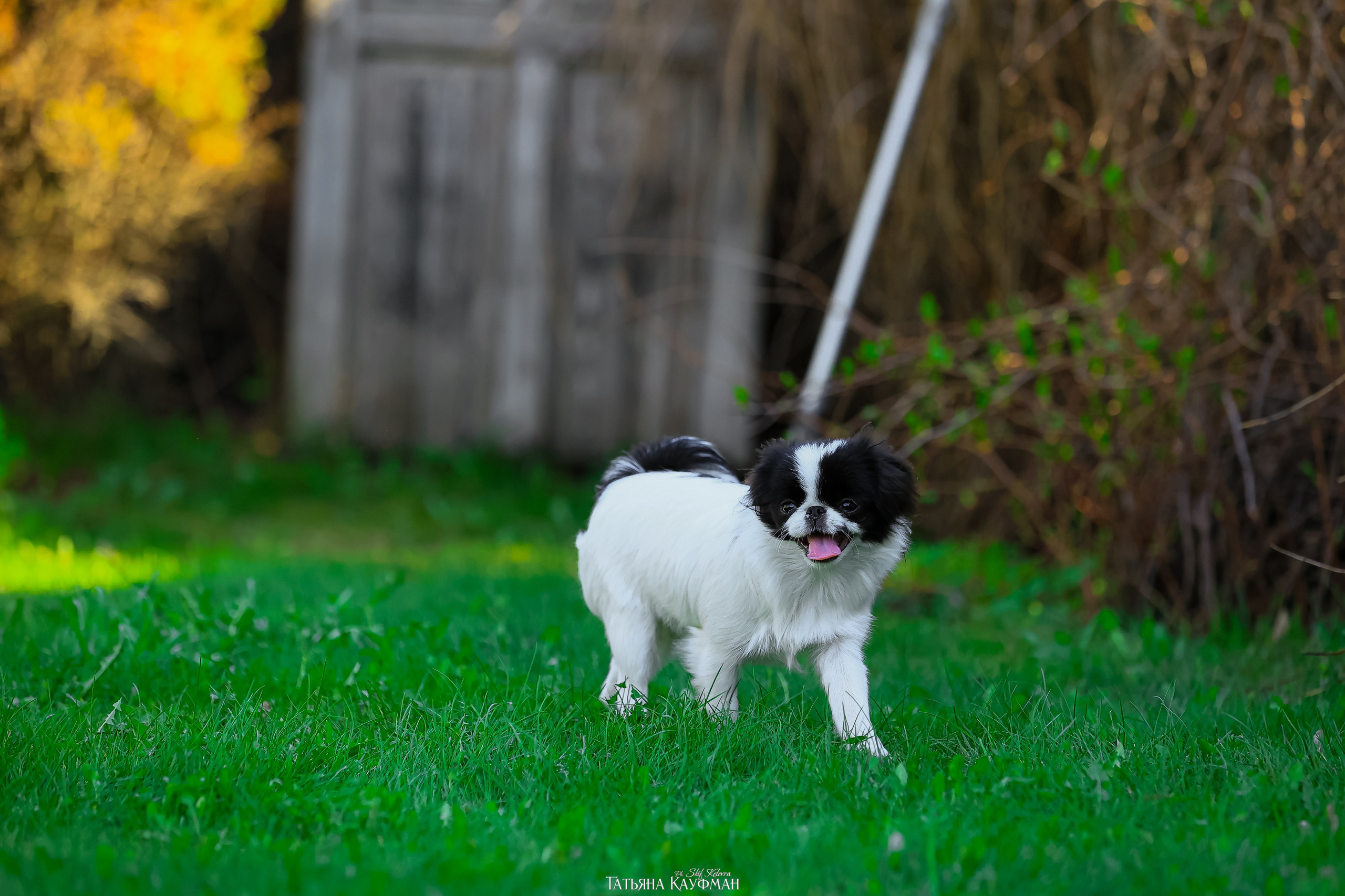 Японский хин, фотография японский хин, собака в цветах, красивая собака, фотограф анималист, фотокурс Анималистика, научиться фотографировать собак, фотограф Новосибирск