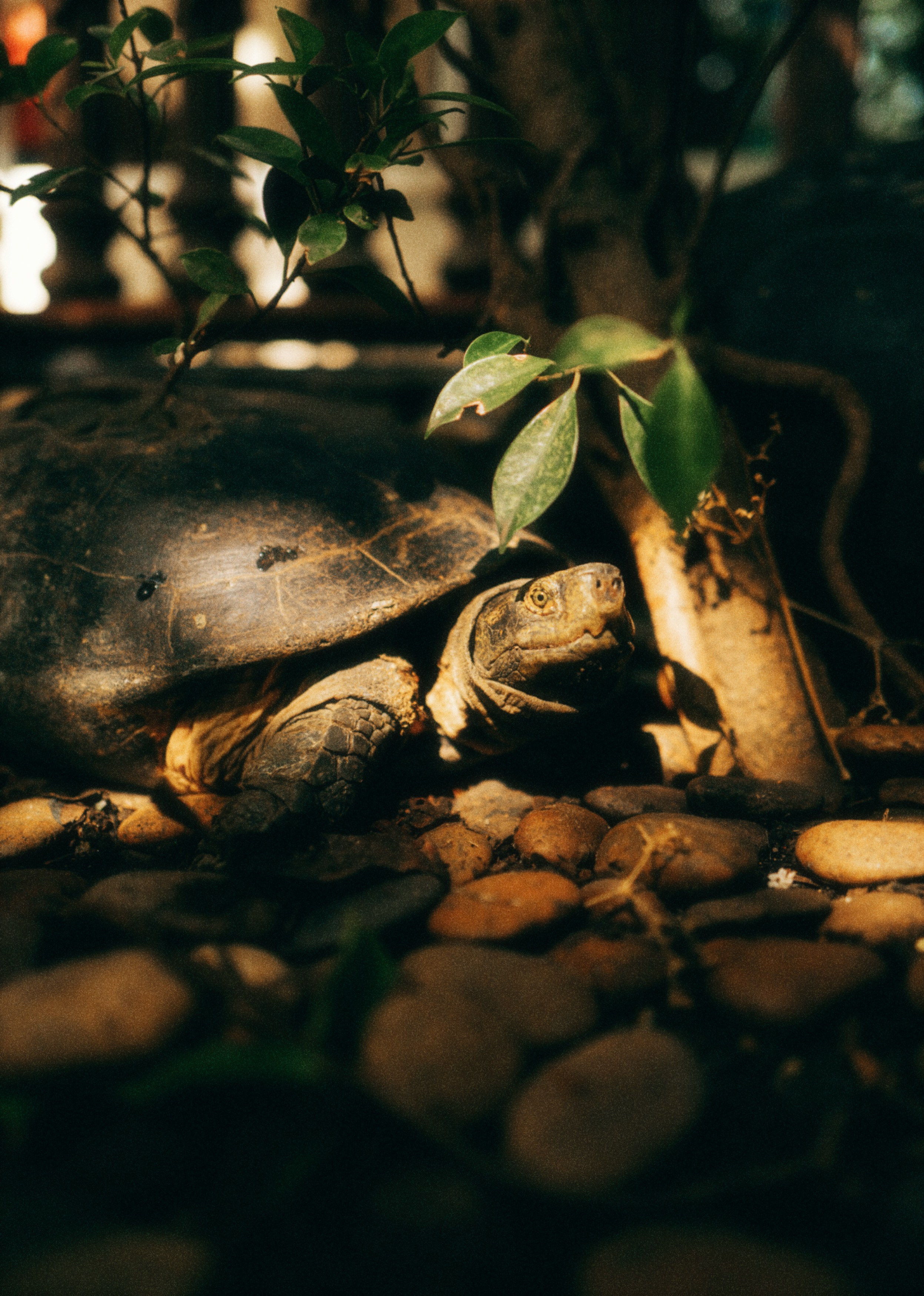 AUTHENTIC FILM. Visual artist Daniil Kontorovich