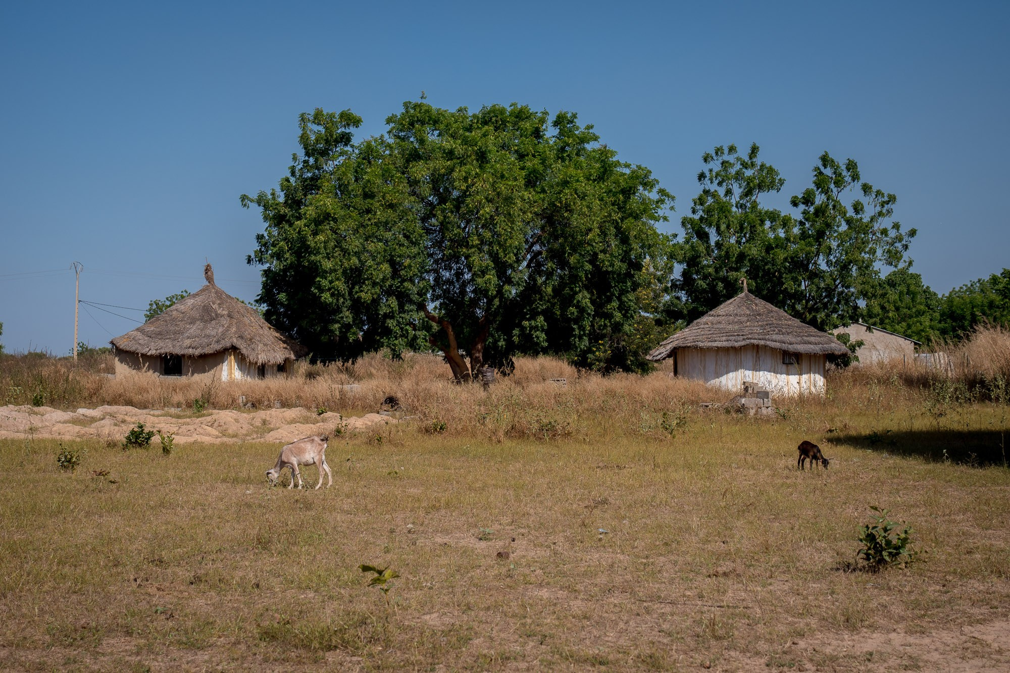 Путешествие по Гамбии (Западная Африка).Traveling in Gambia (West Africa.). Фотограф Алексей Скоробогатько