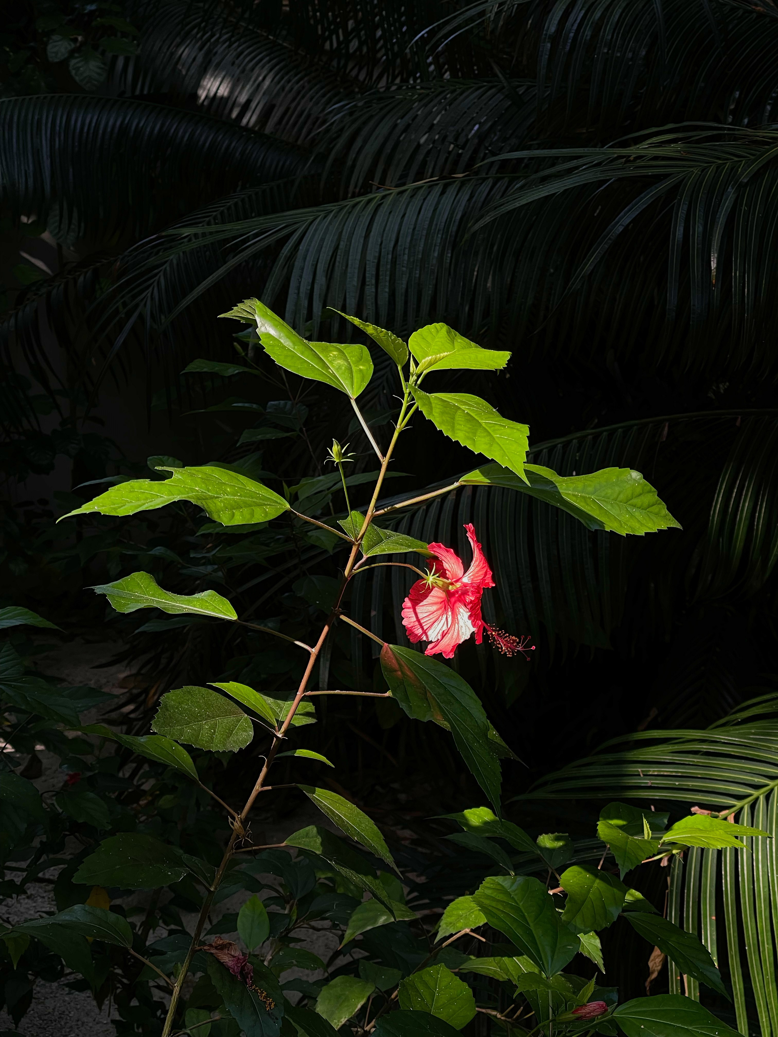 HEYDAY. Daria Blinova