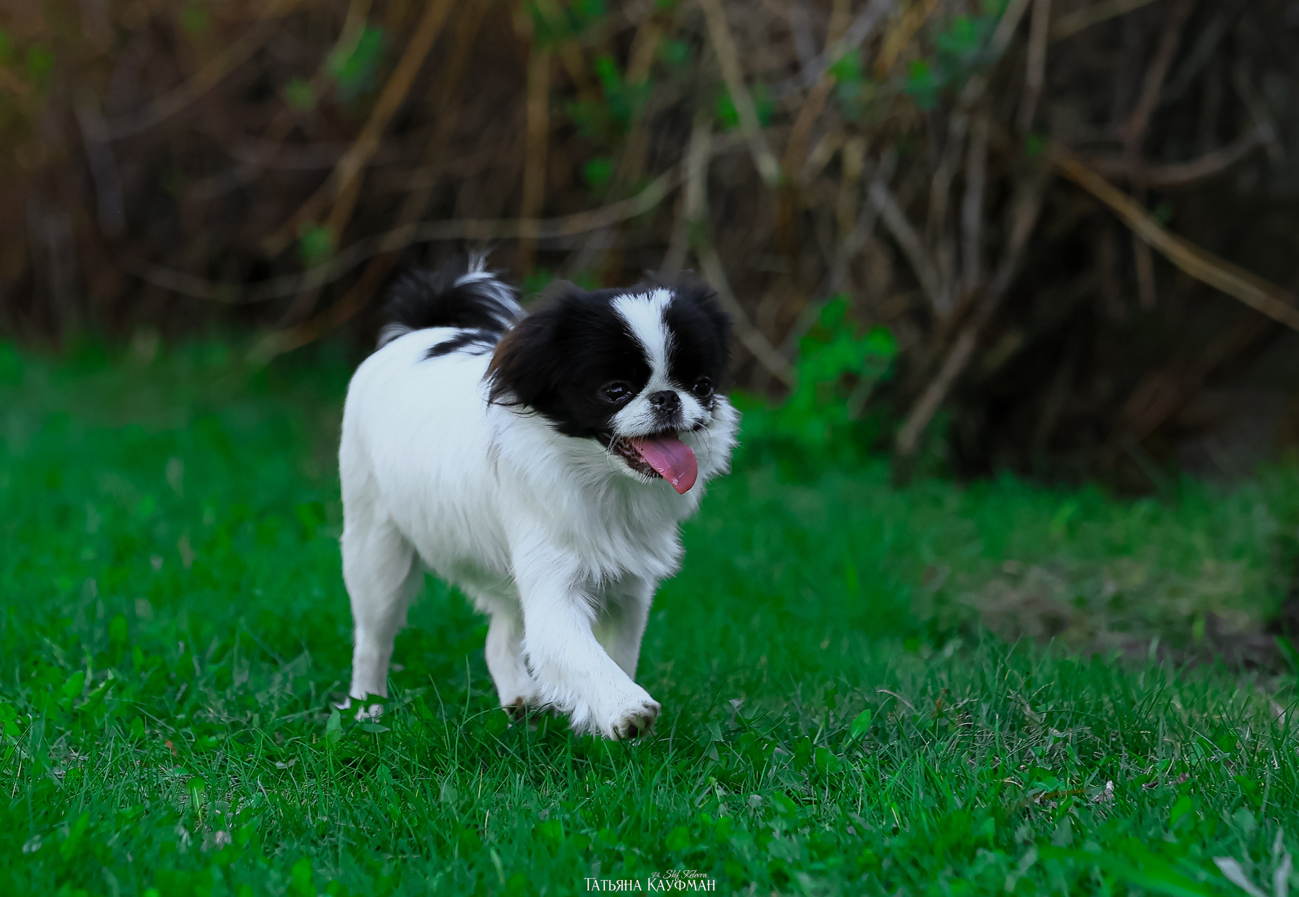 Японский хин, фотография японский хин, собака в цветах, красивая собака, фотограф анималист, фотокурс Анималистика, научиться фотографировать собак, фотограф Новосибирск