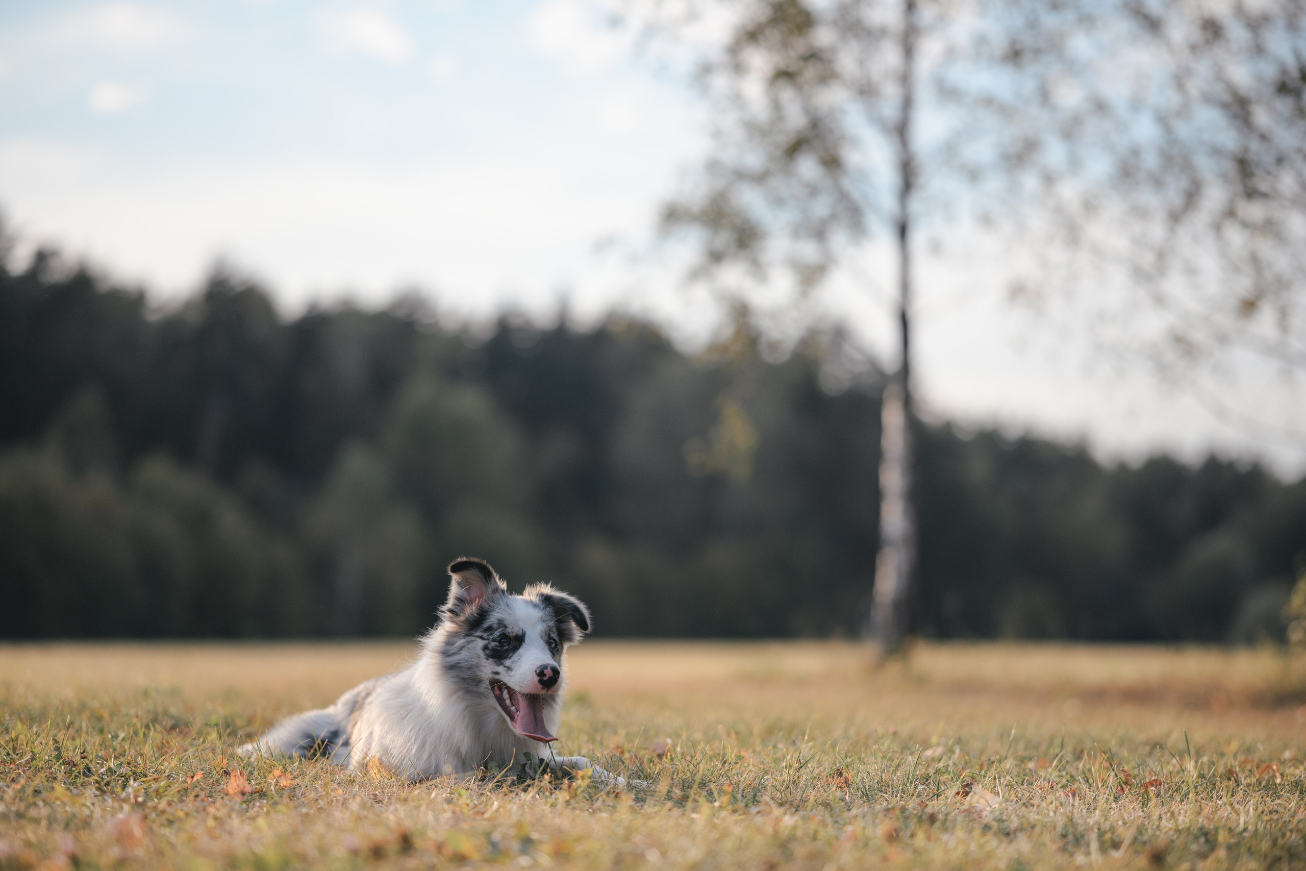 Фотограф Анималист в Москве Анастасия Жучкова