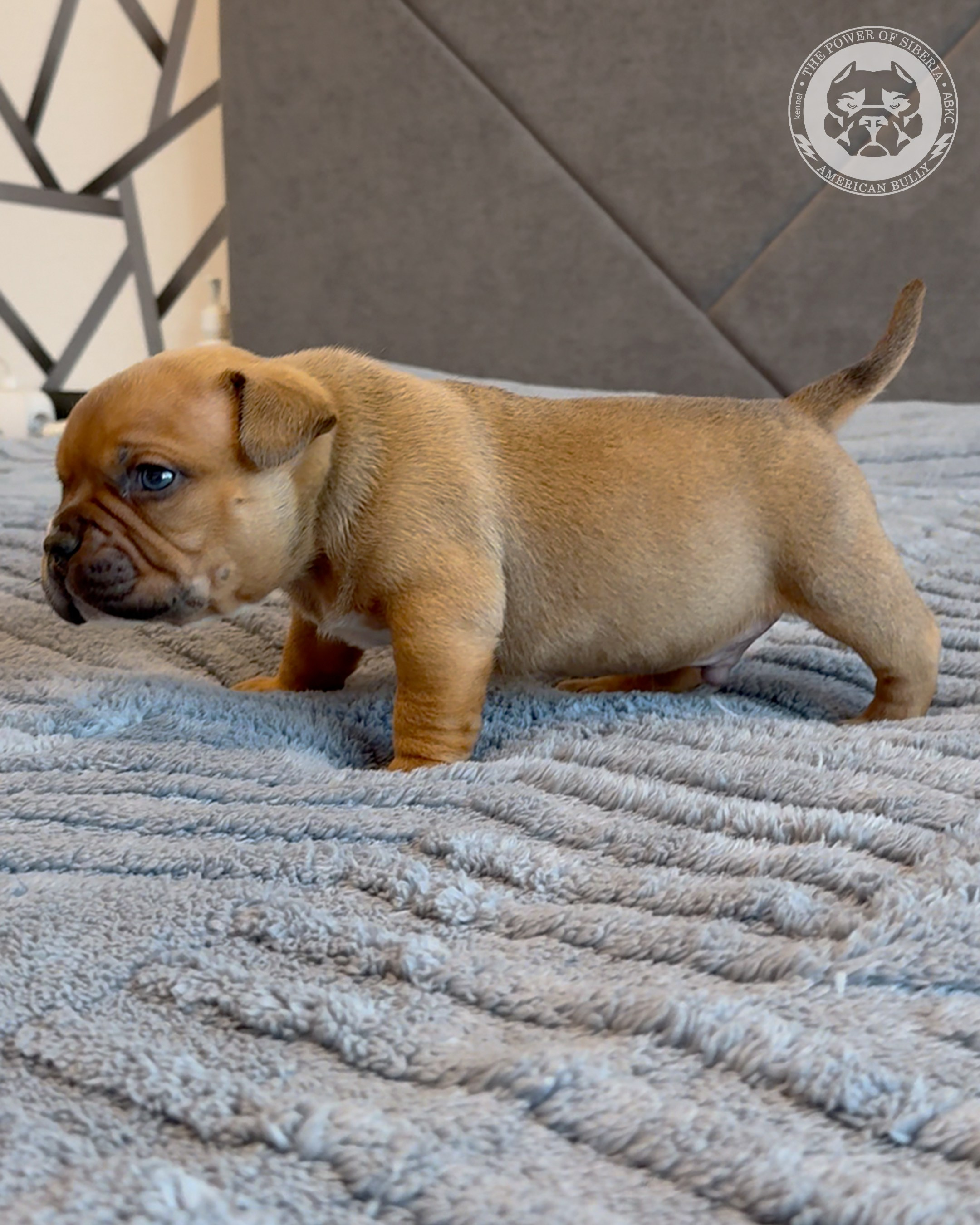 15.03.26-Баффи-Зевс. Американский Булли в г. Ростов-на-Дону. Питомник THE POWER OF SIBERIA