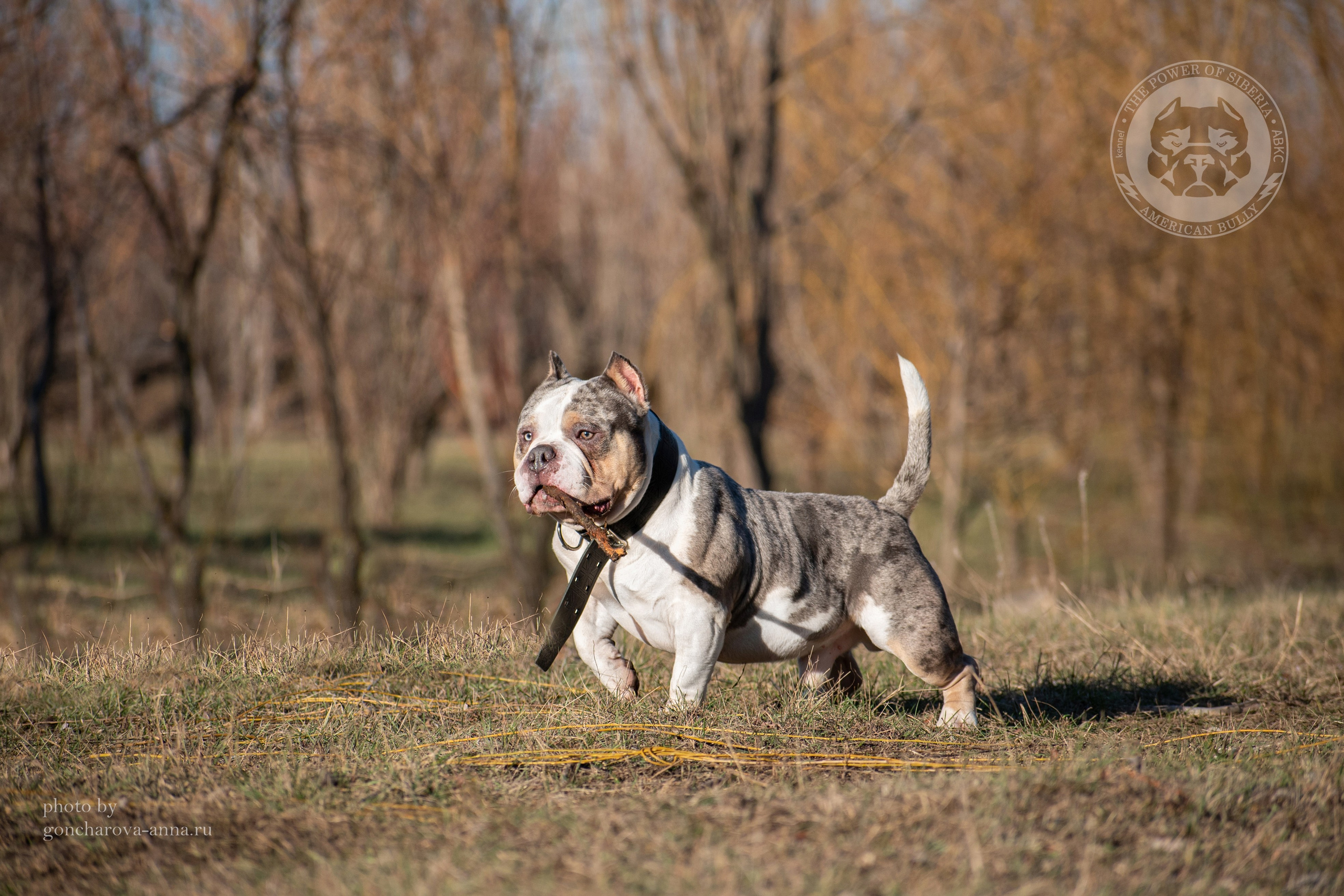 купить щенка American Bully в Архангельске