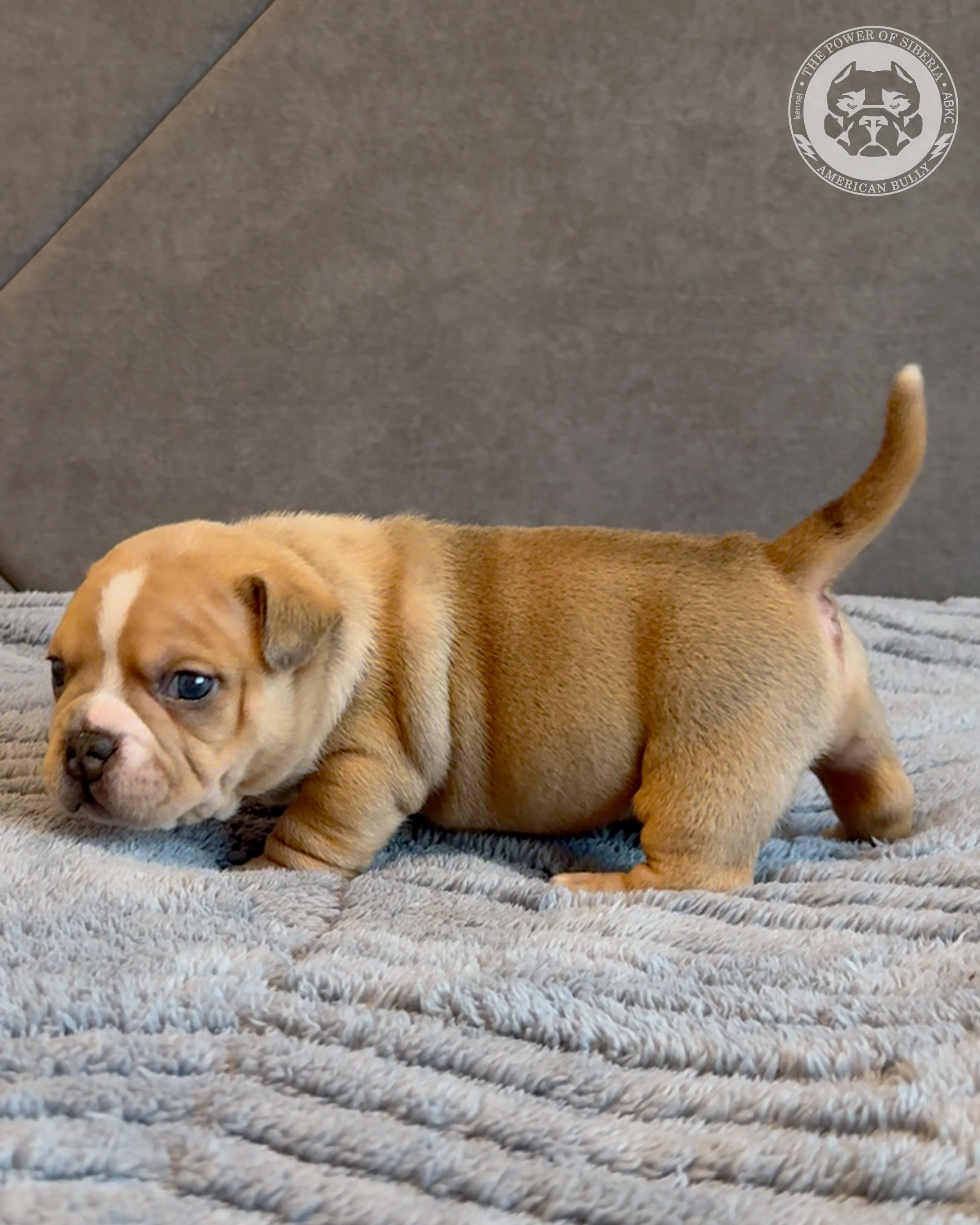 15.03.26-Баффи-Зевс. Американский Булли в г. Ростов-на-Дону. Питомник THE POWER OF SIBERIA