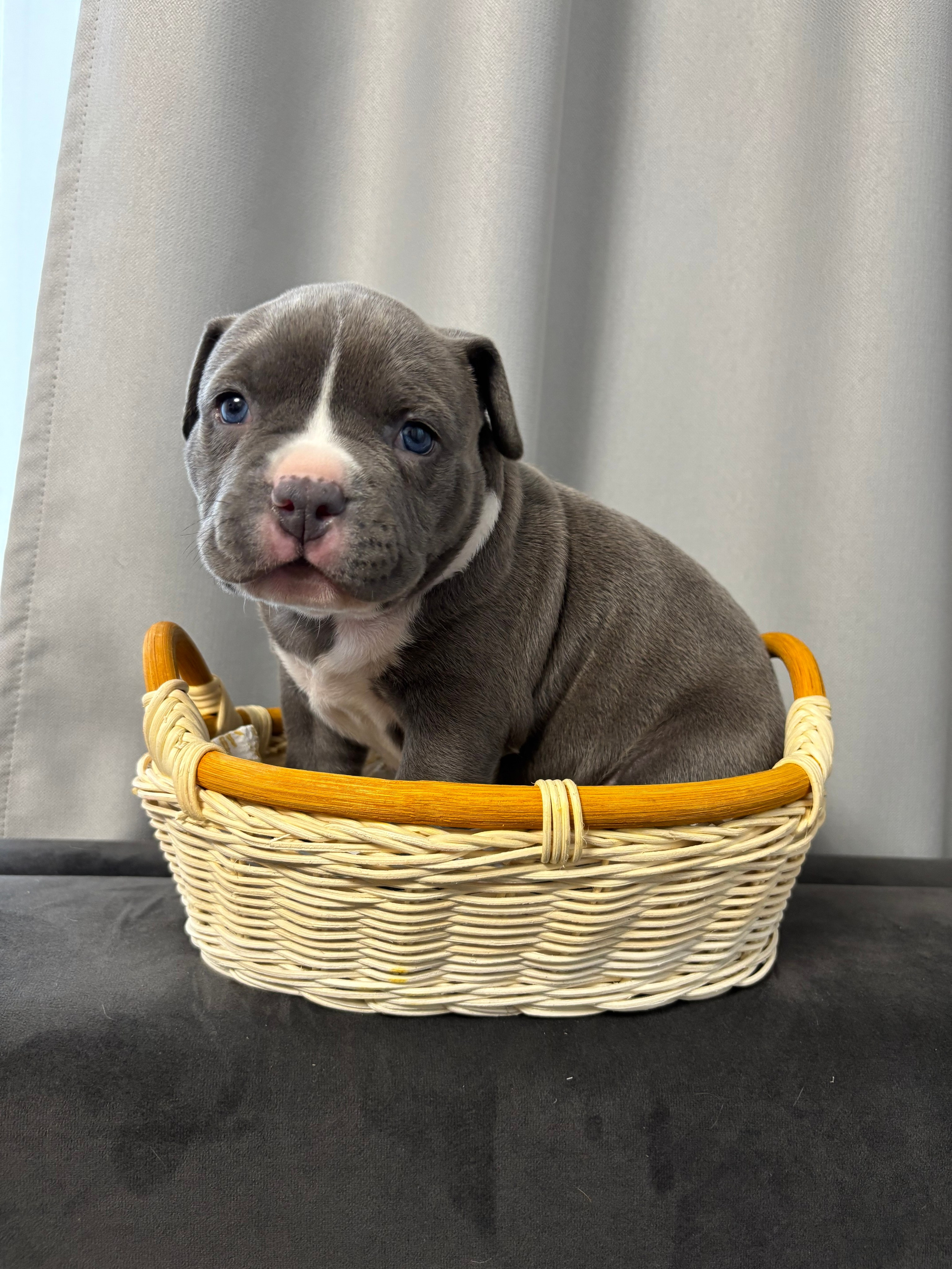 Помет Рич и Дося 04.02.25. Американский Булли в г. Ростов-на-Дону. Питомник THE POWER OF SIBERIA