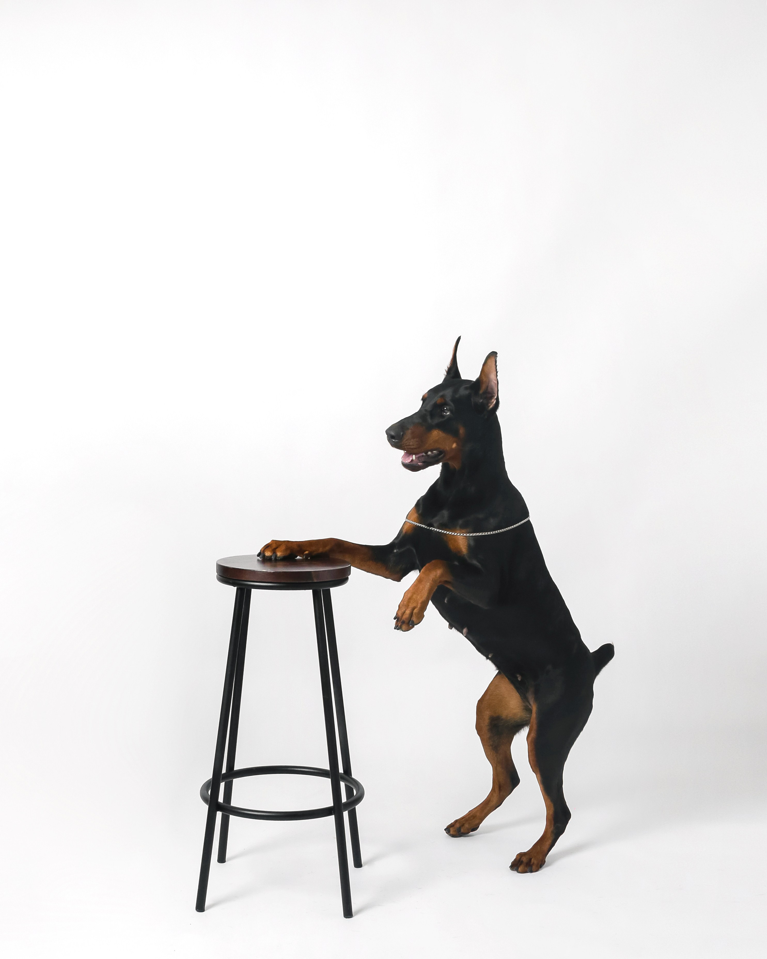 Любимые собаки и хозяйка. Фотостудия Автопортретная № 2 в Ижевске