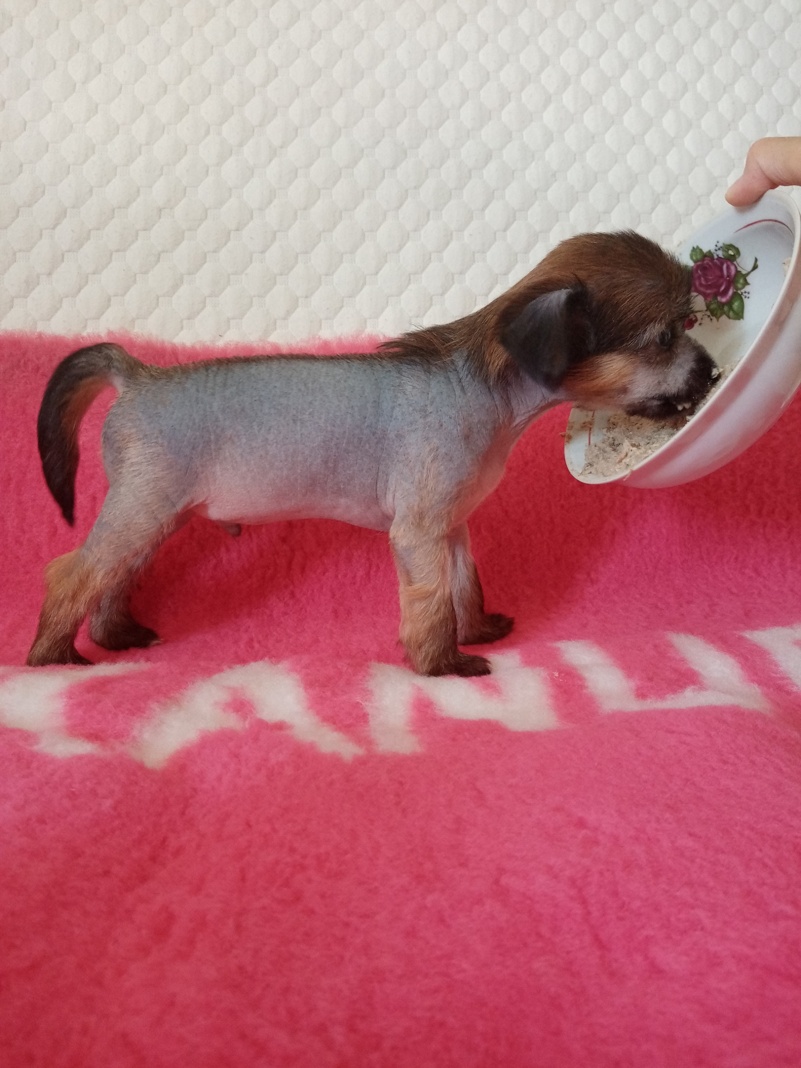 The puppy is 35 days old.