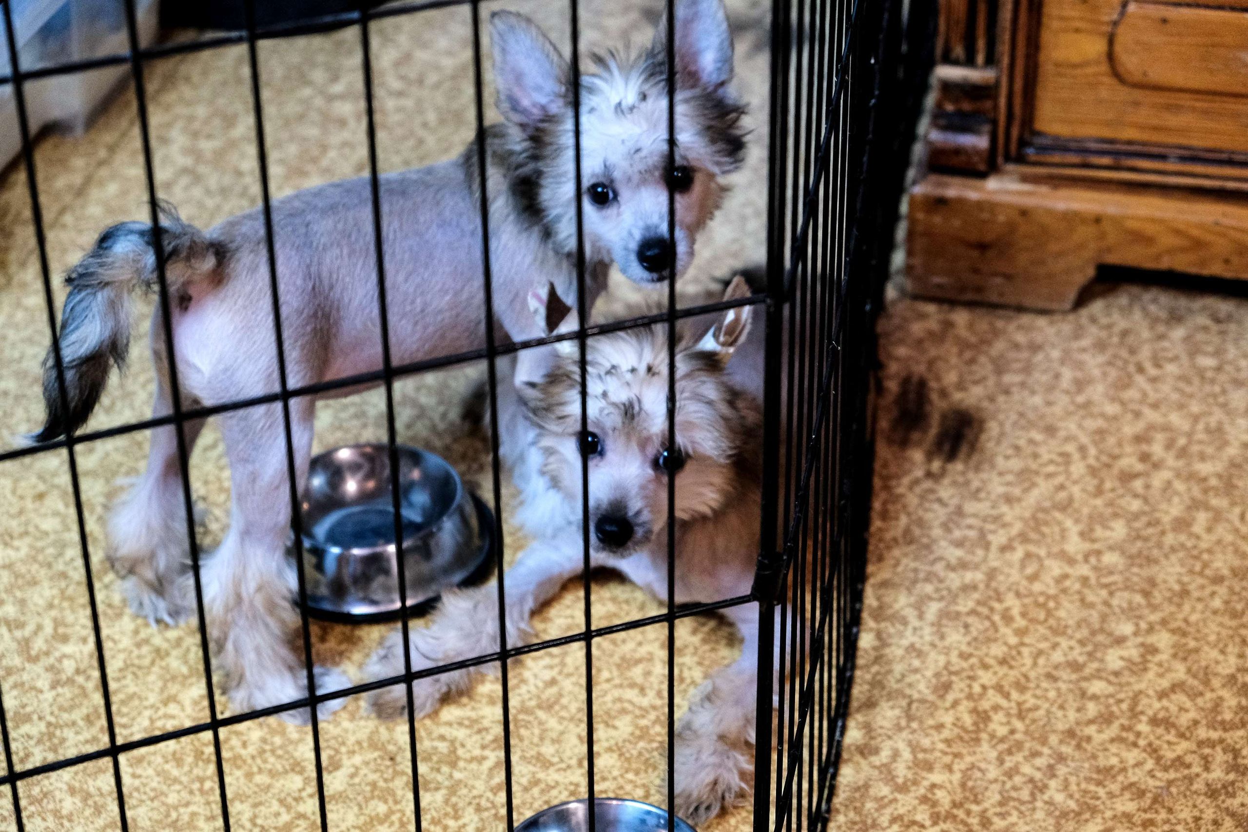 Честер, примерный щенок. Питомник китайских хохлатых собак Poale Ell: купить щенка в питомнике