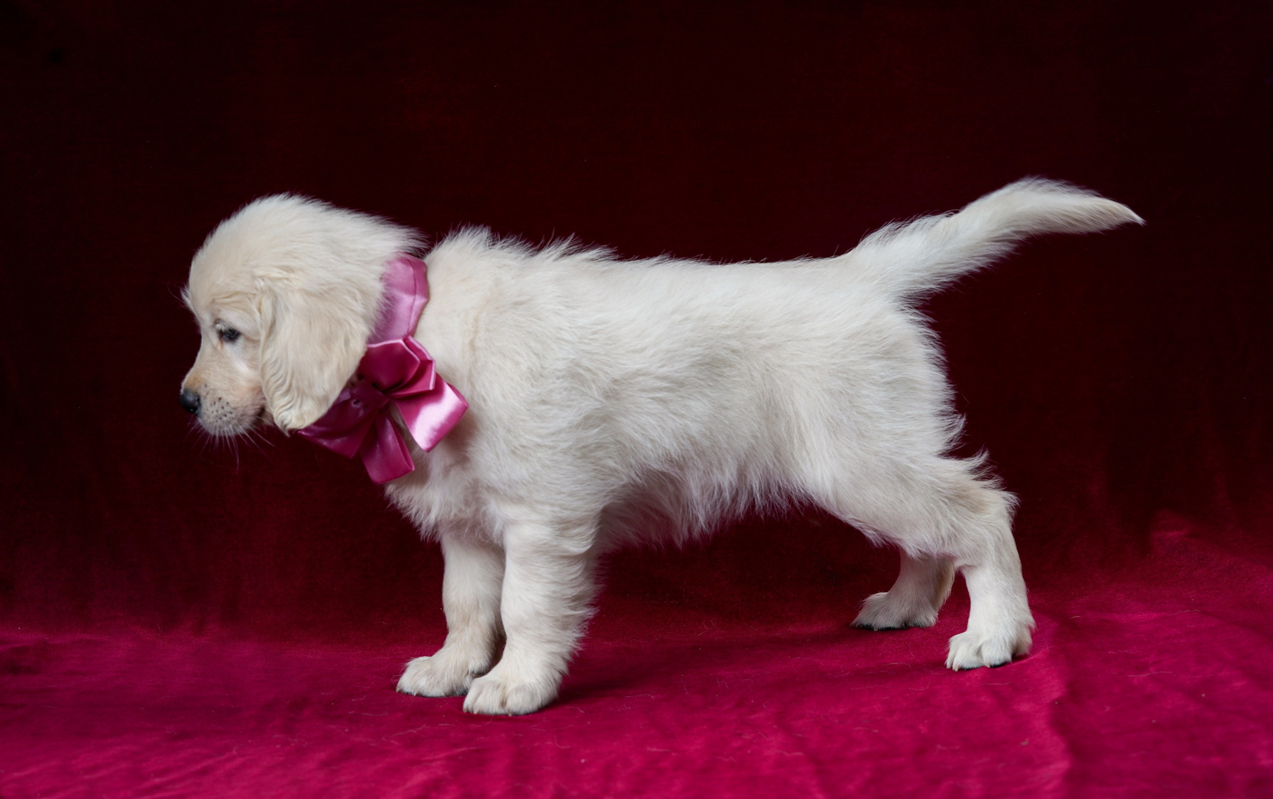 съемка собак, съемка щенков , съемка собак для авито, съемка щенков для авито, грумминг, фотограф животных. фотограф собак,съемка собак Нижний Новгород, съемка собак Бор,