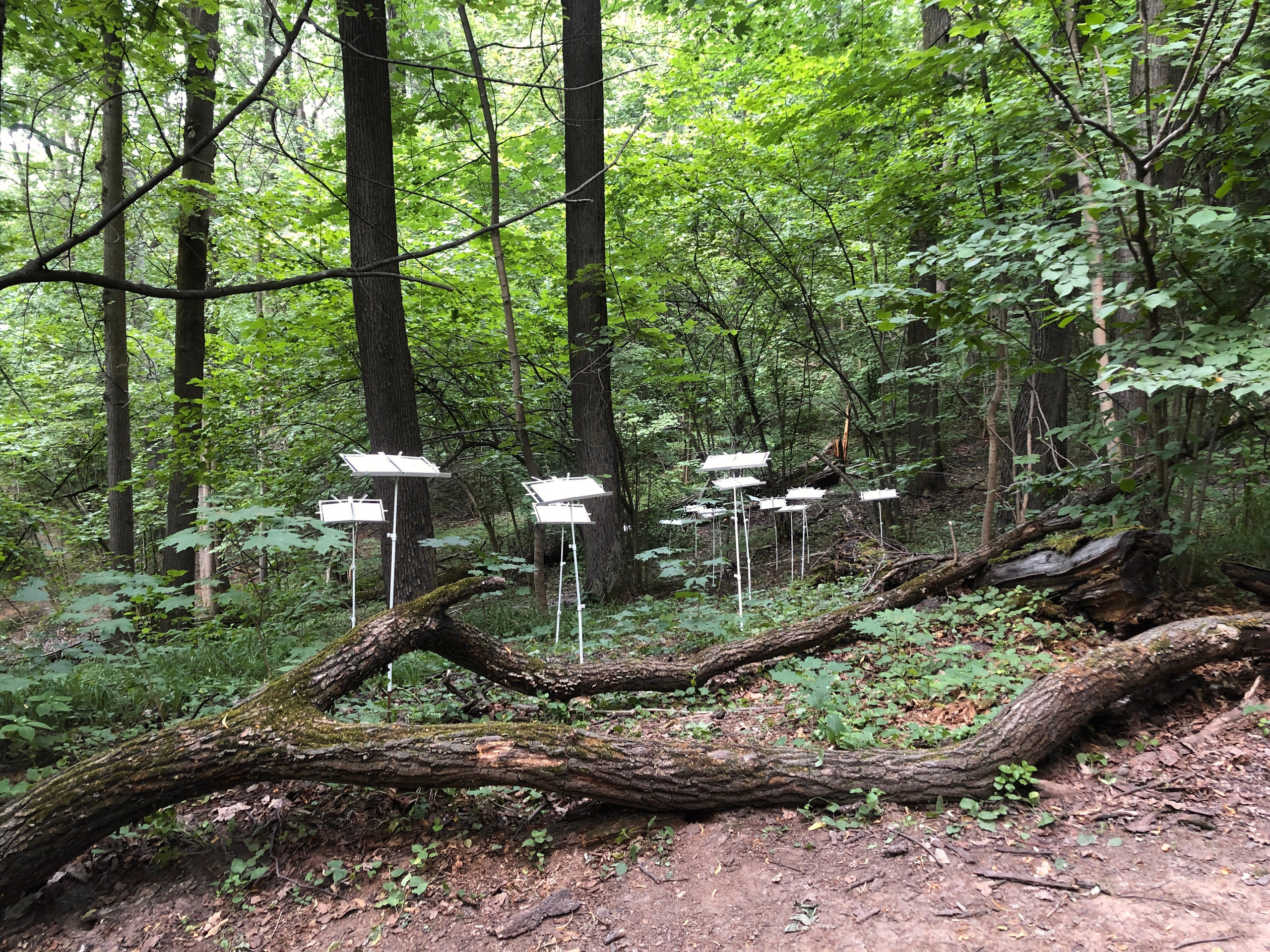 Паблик-арт. Современная художница Елена Алексеева (Alpha_Vita)