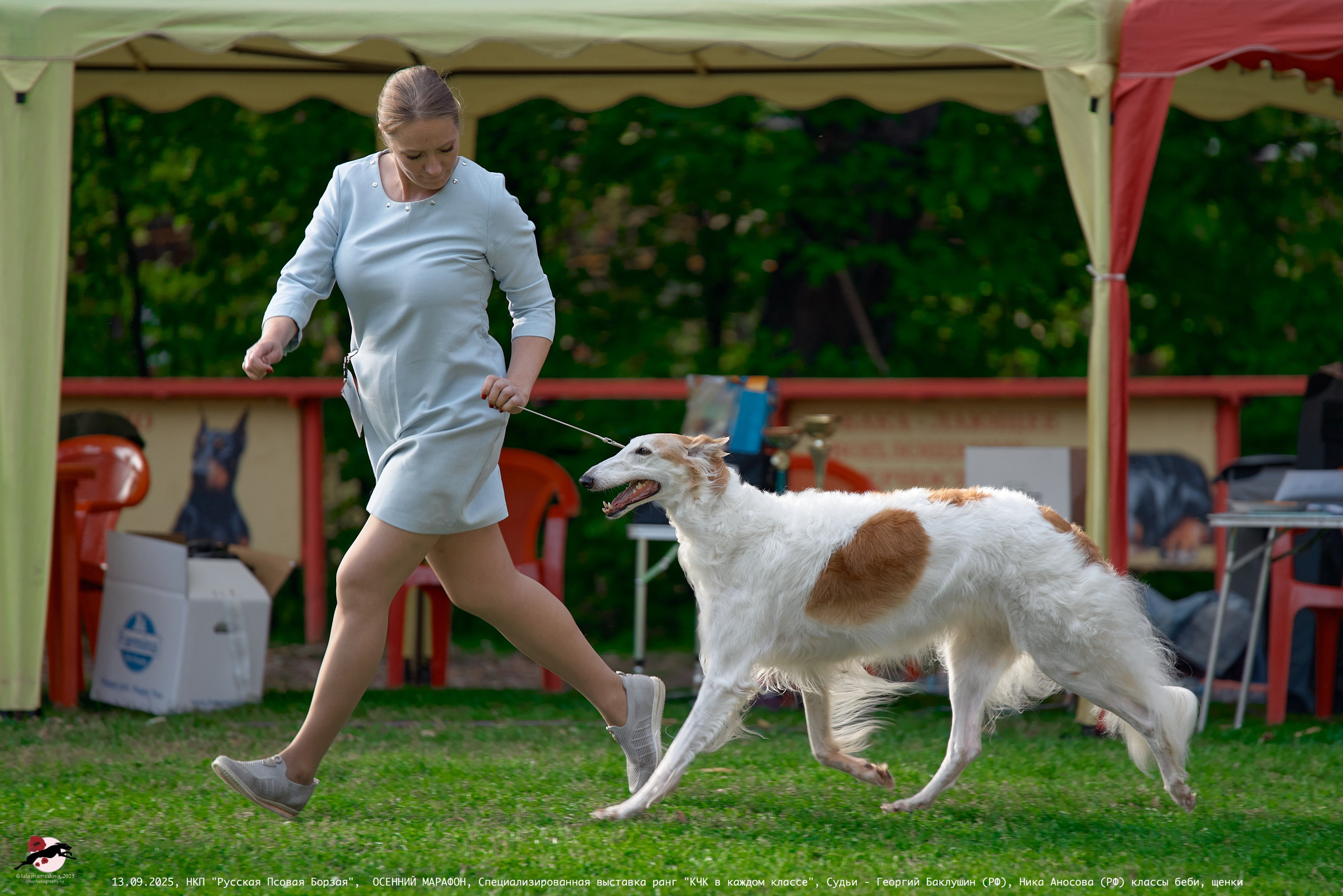ОСЕННИЙ МАРАФОН | Специализированная выставка породы Русская Псовая Борзая ранг "КЧК в каждом классе"