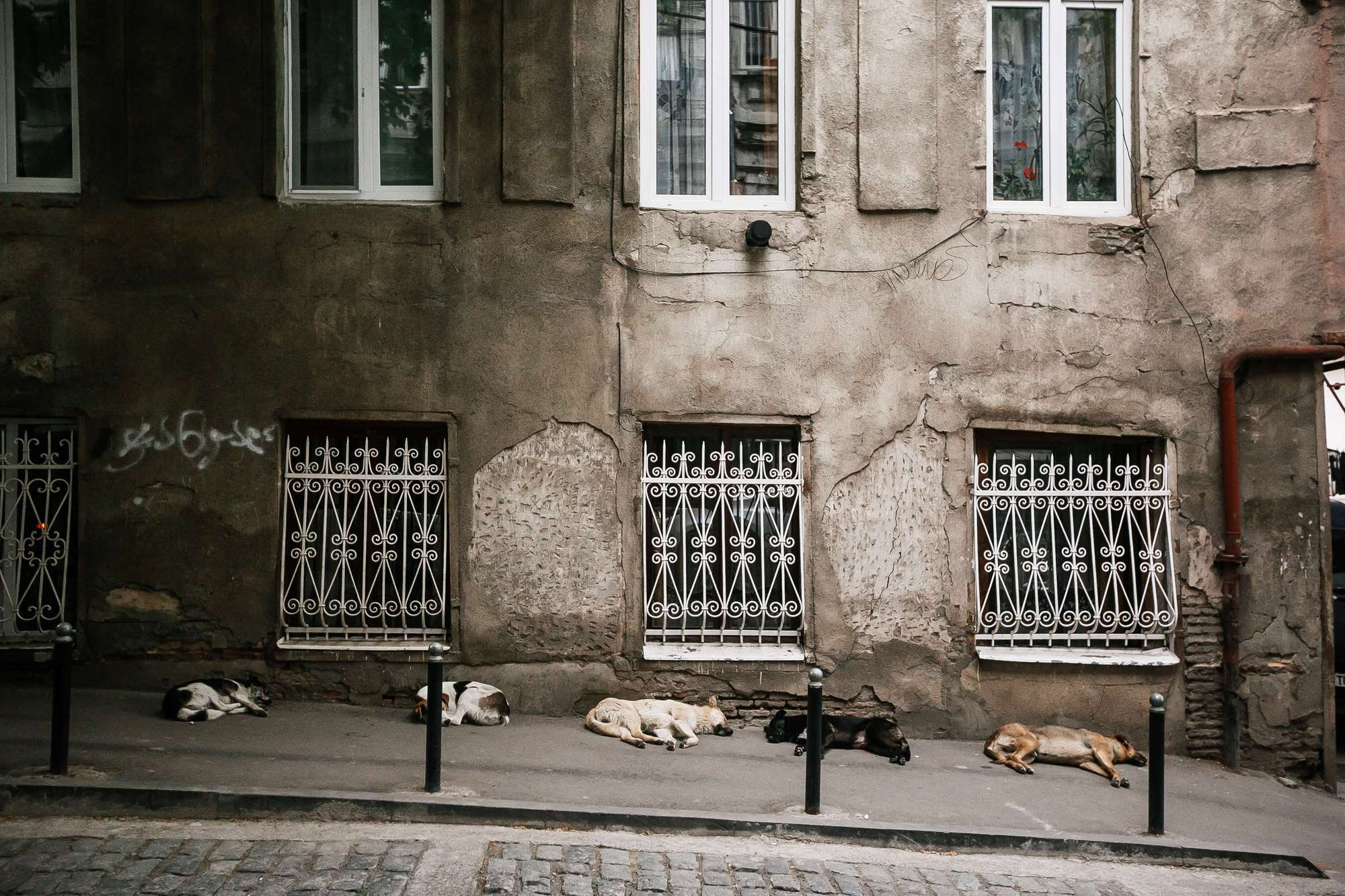 Фотограф в Тбилиси | Отличные услуги фотосъемки для свадеб и событий. Свадебный фотограф в Москве | Антон Матвеев