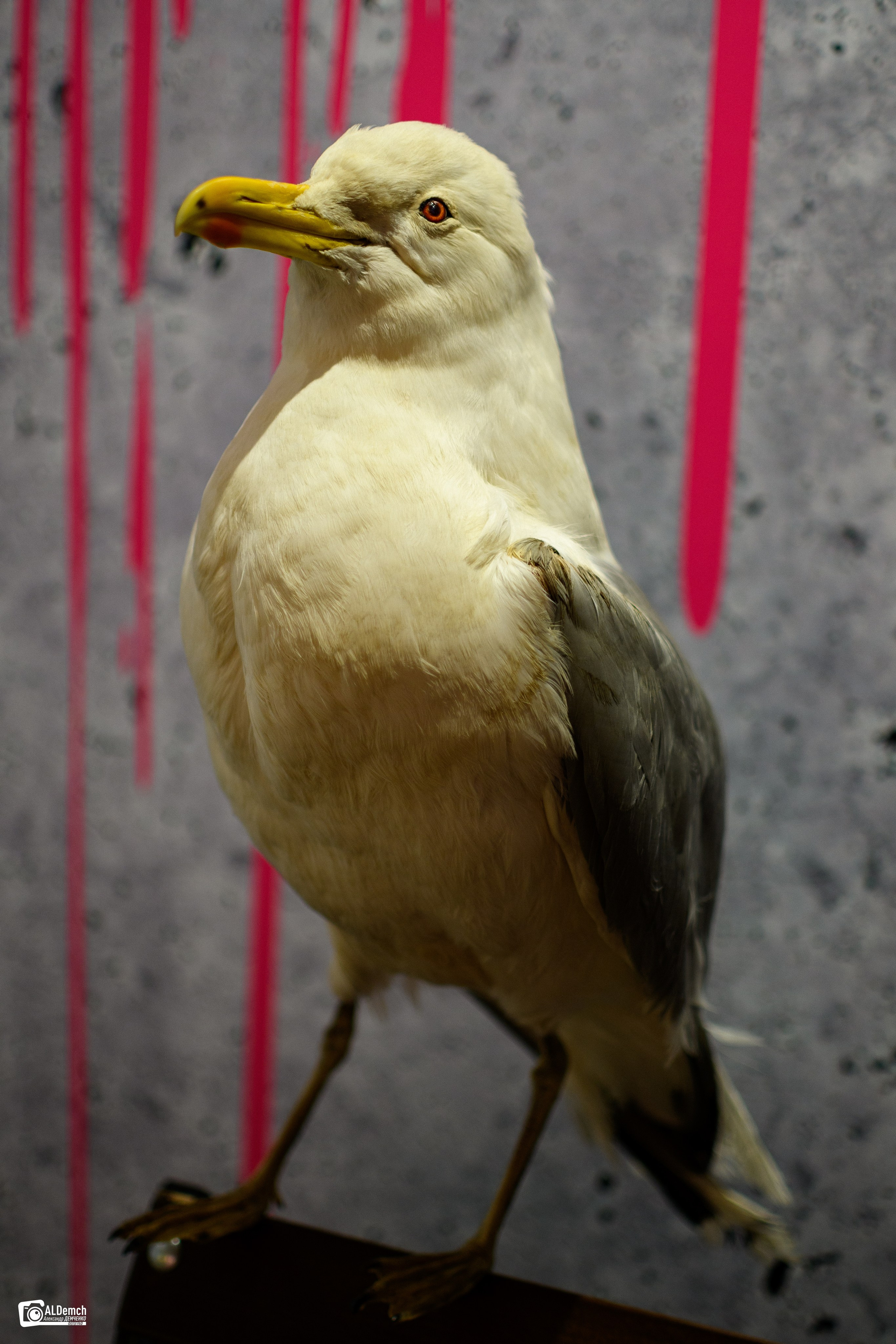 Фотографии с выставки «Найти Бэнкси»