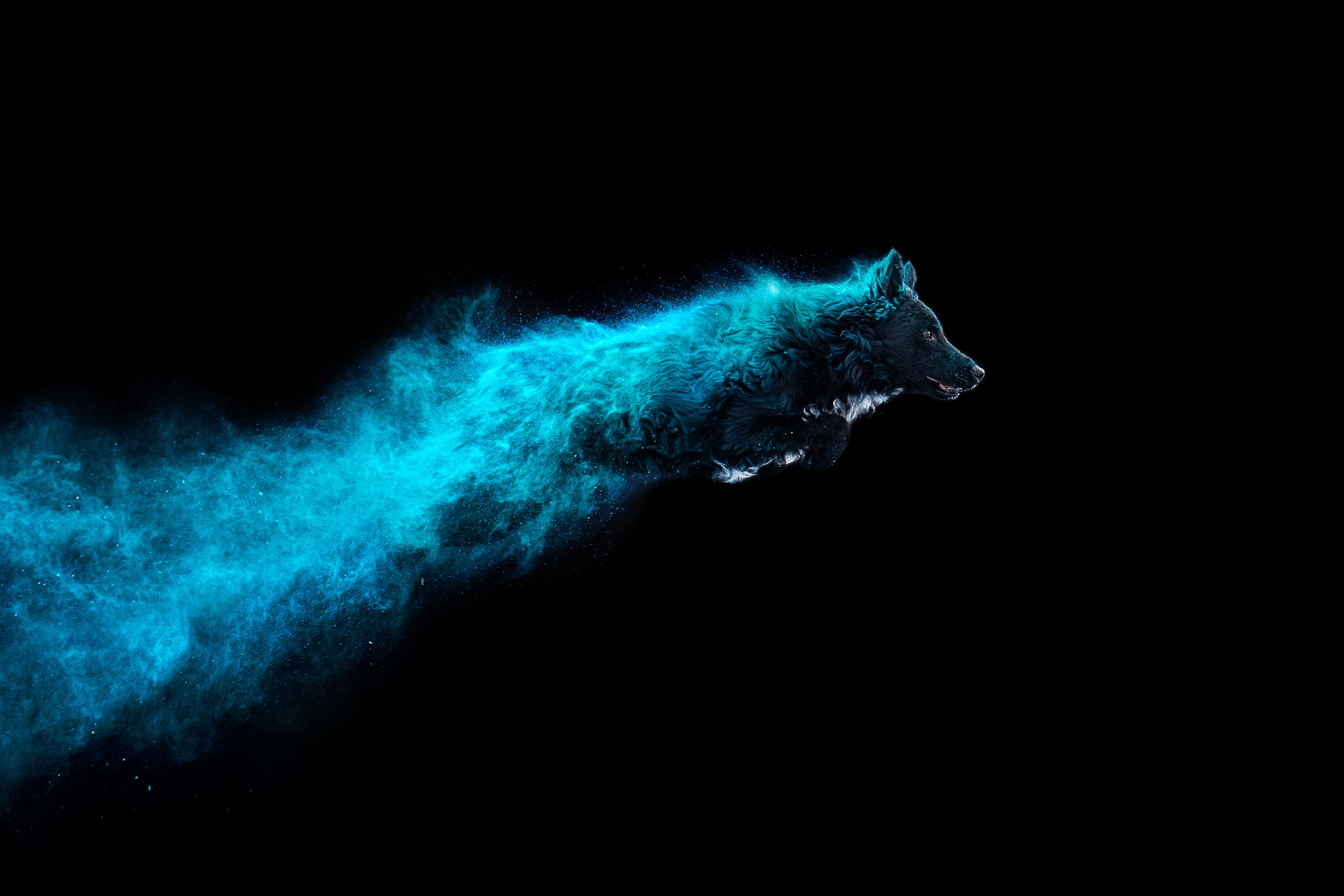 Фотосессия Фиби, Нами, Флоки и Флэша