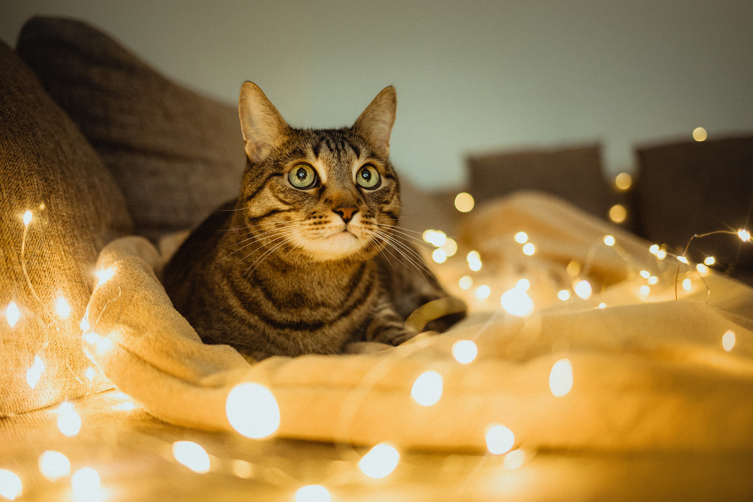 Фотосессия котика Чили и его семьи