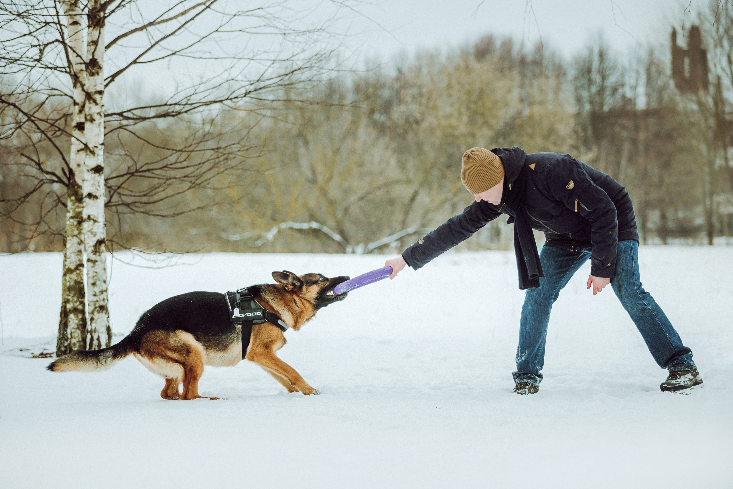 Фотосессия немецкой овчарки Джима, шелти Лилы и их семьи