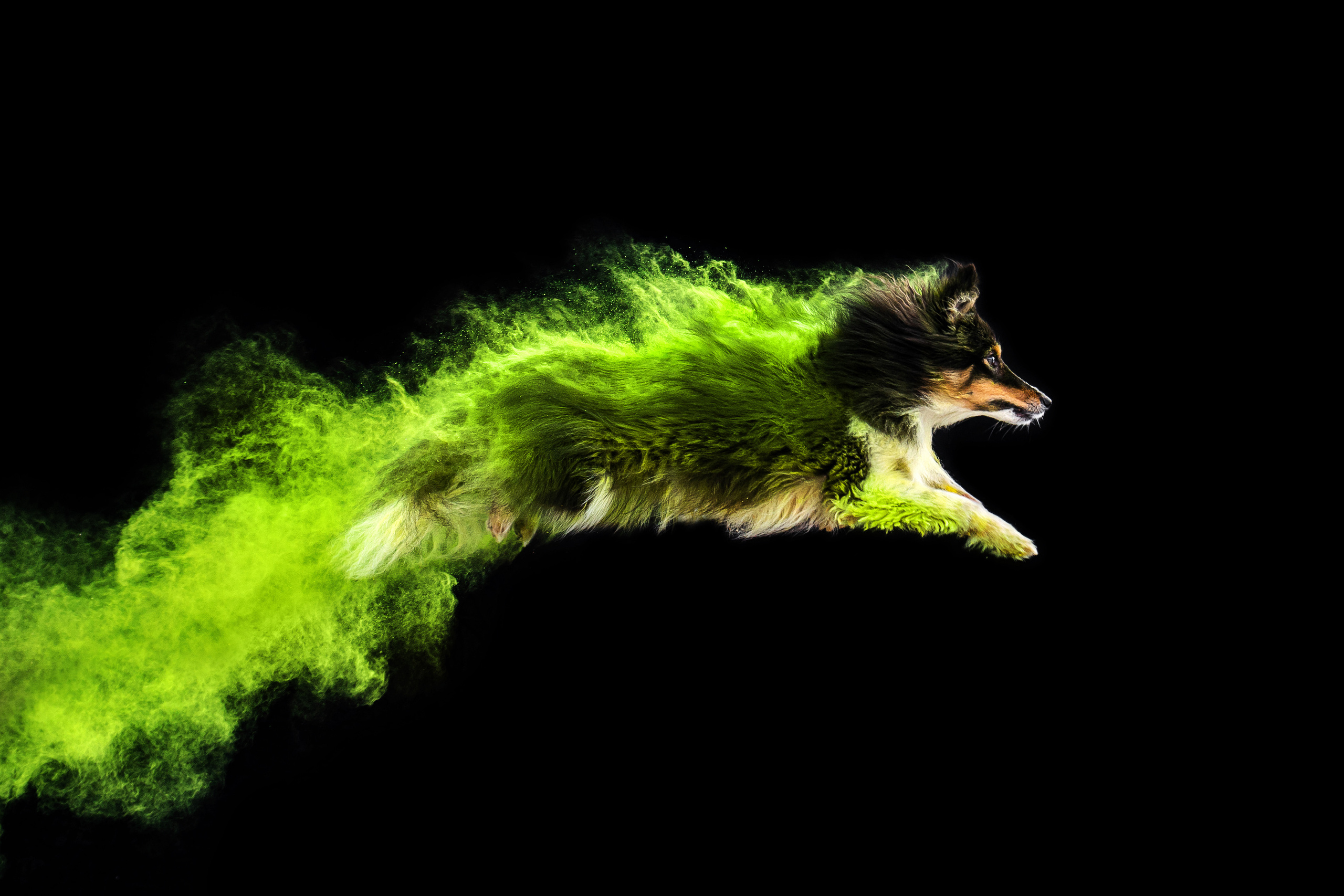 Фотосессия Фиби, Нами, Флоки и Флэша