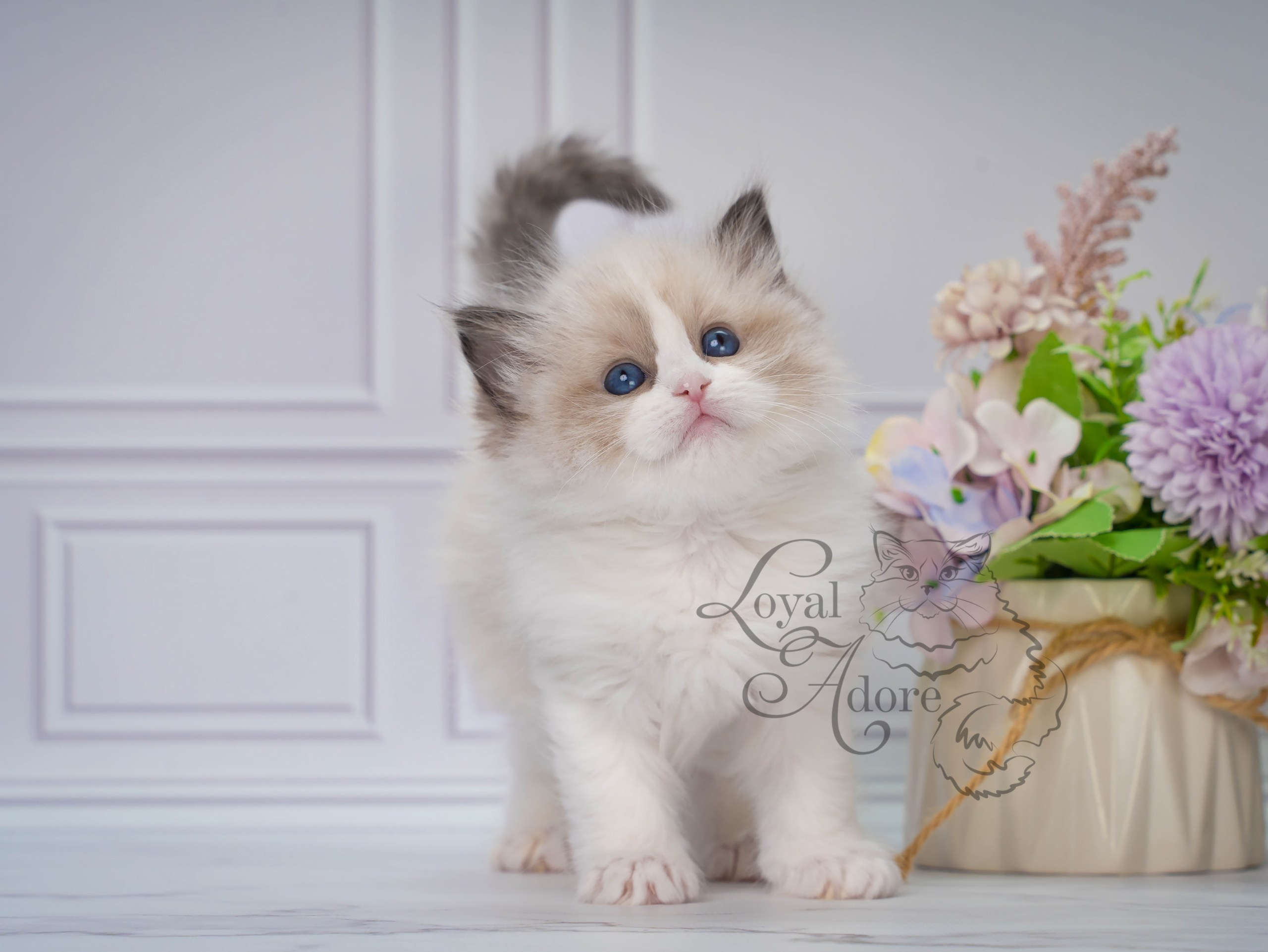Котята рэгдолл от Loyal Adore. Питомник рэгдолл Loyal Adore