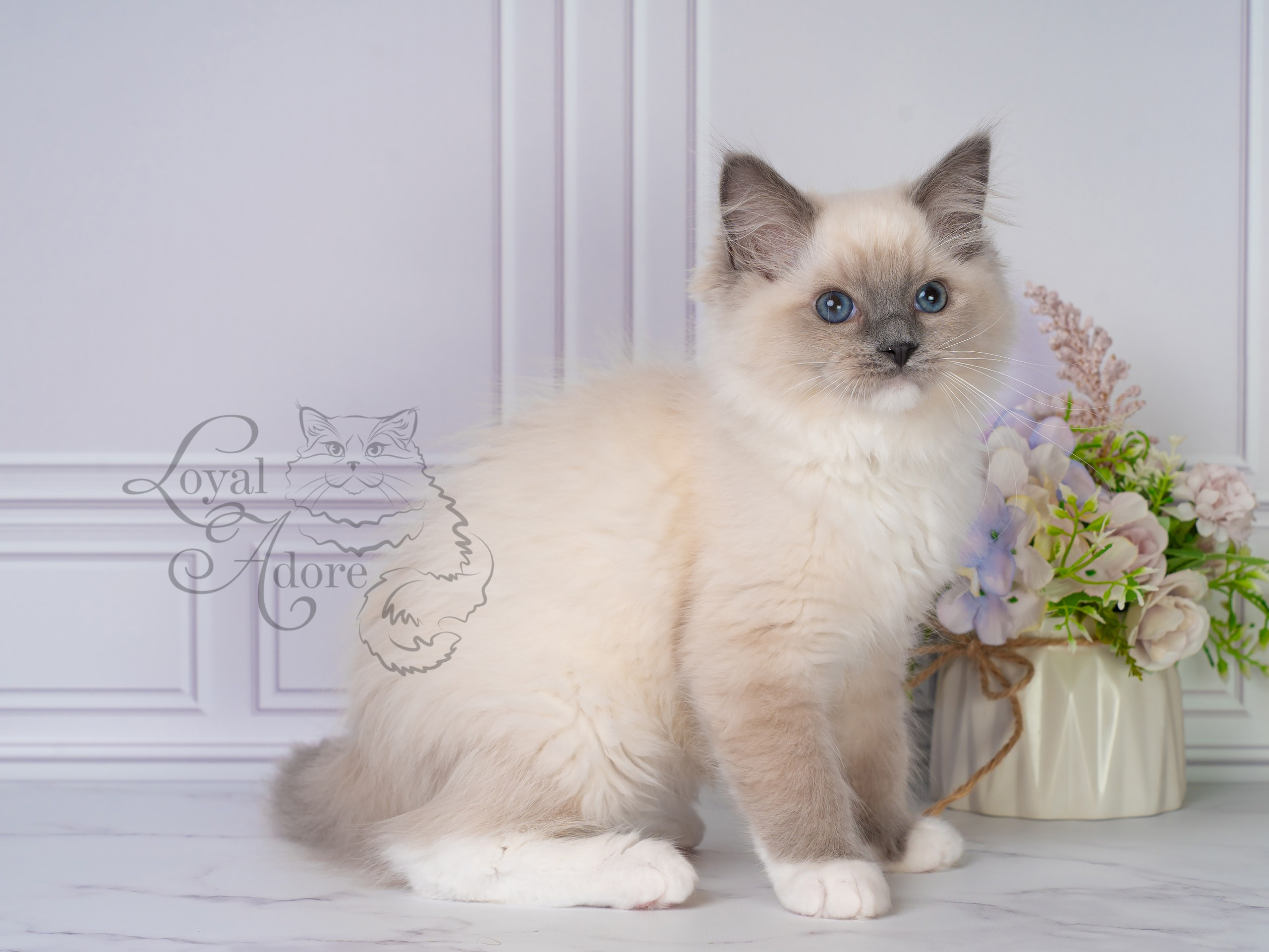 Все свободные котята. Питомник рэгдолл Loyal Adore