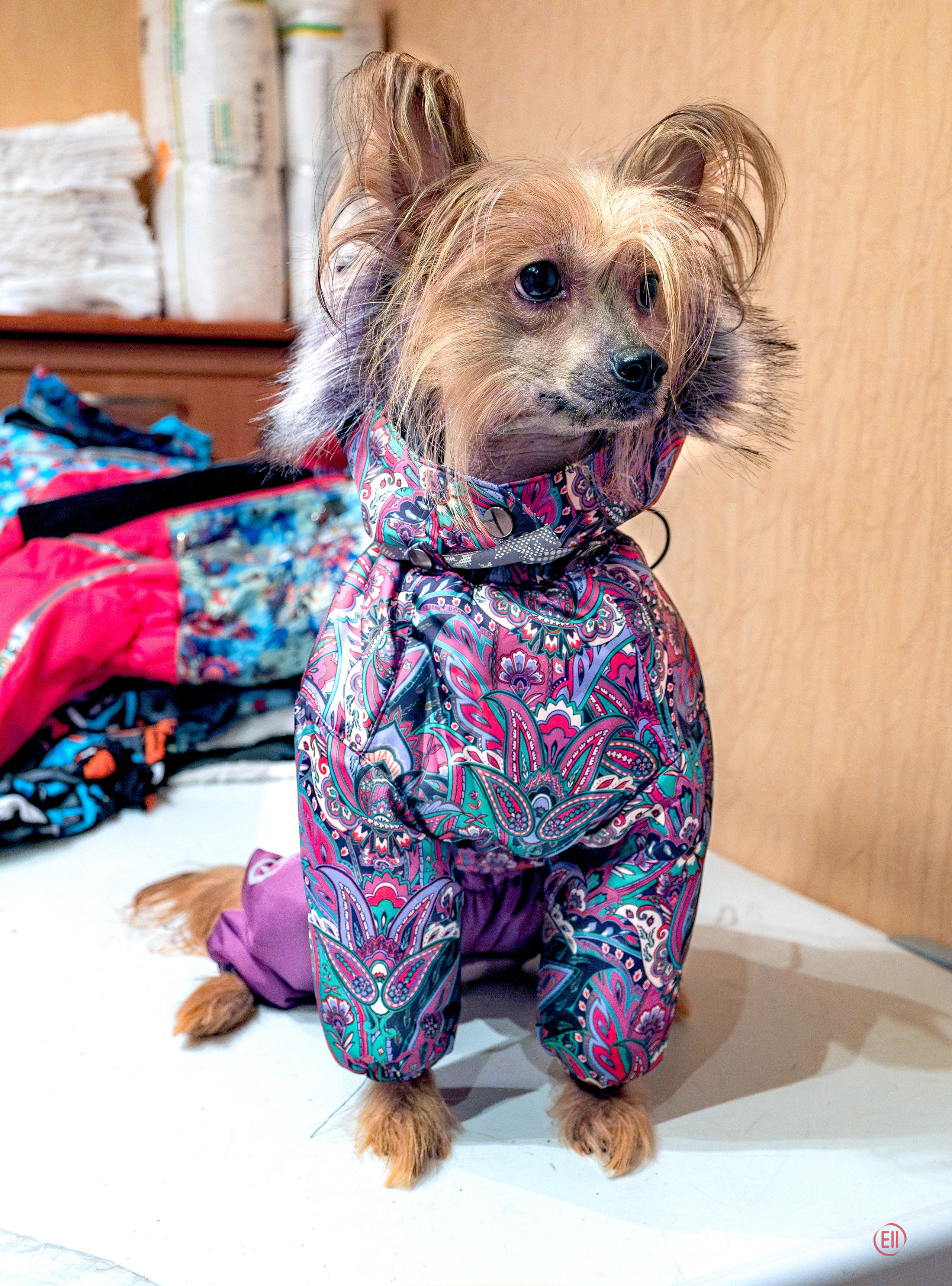 Grace goes shopping for clothes. Chinese Crested Dog Kennel Poale Ell