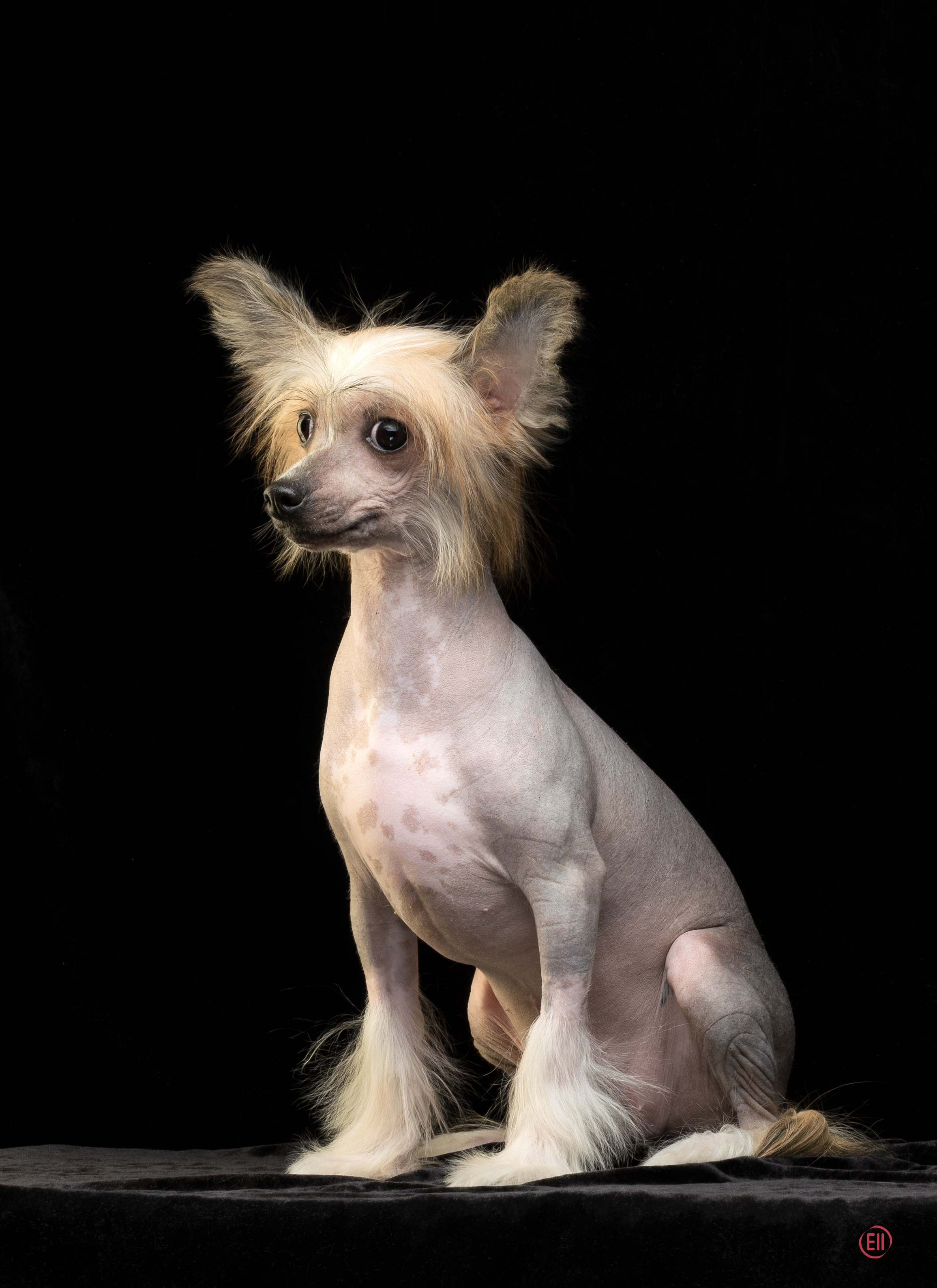 Poale Ell Clare. Питомник китайских хохлатых собак Poale Ell: купить щенка в питомнике