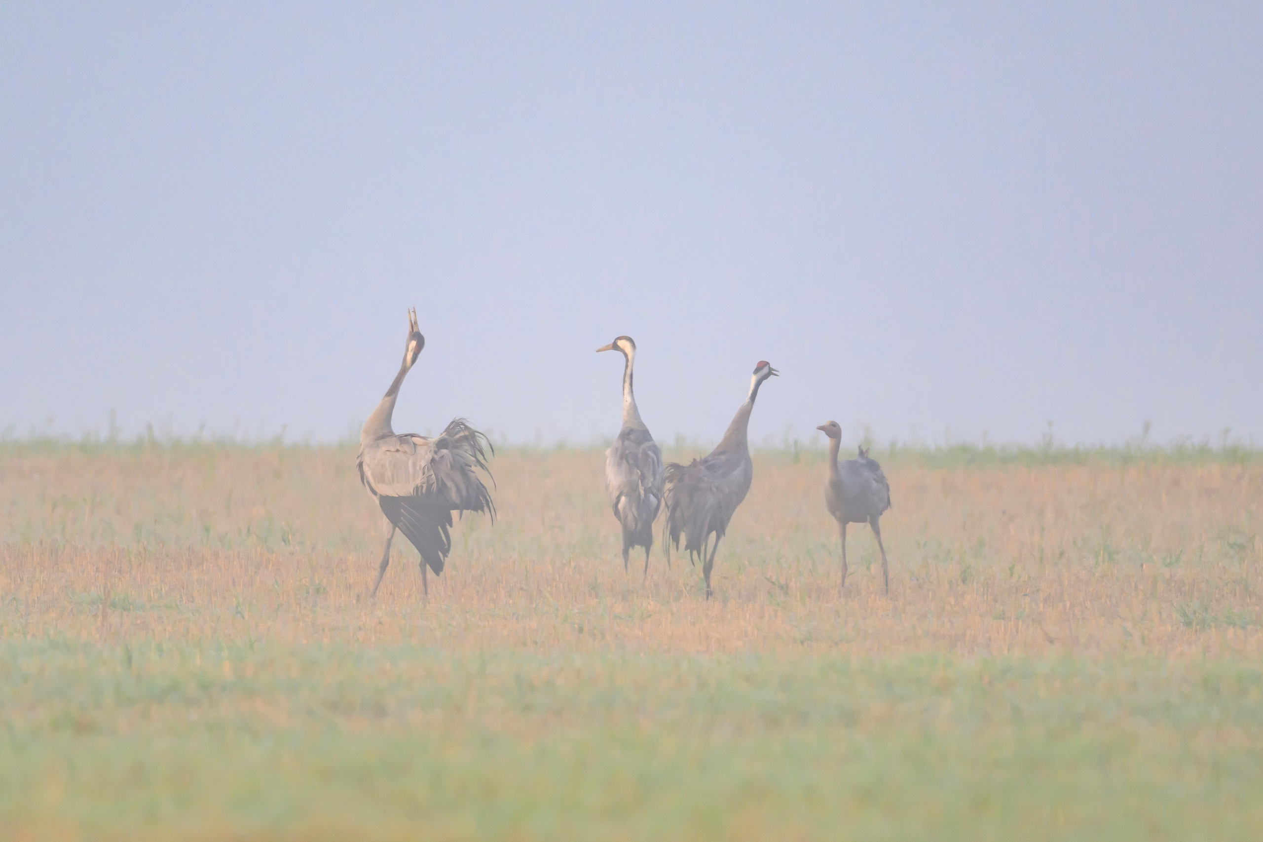 Журавли II. Cranes II. Wildlife photography by Sergey Puponin