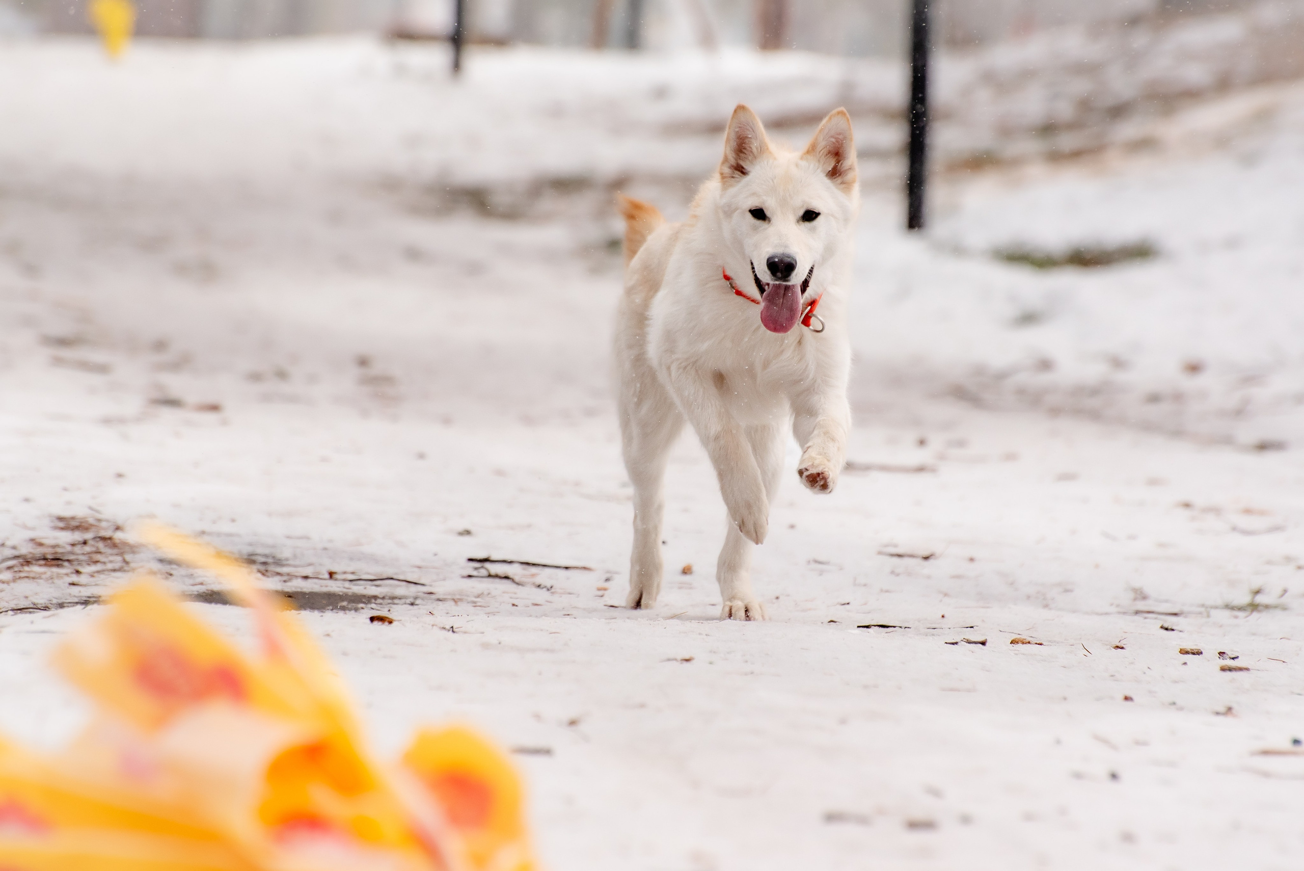 Фотосессии в кинологическом лагере. Фотограф Макс Огурцов в Нижнем Новгороде