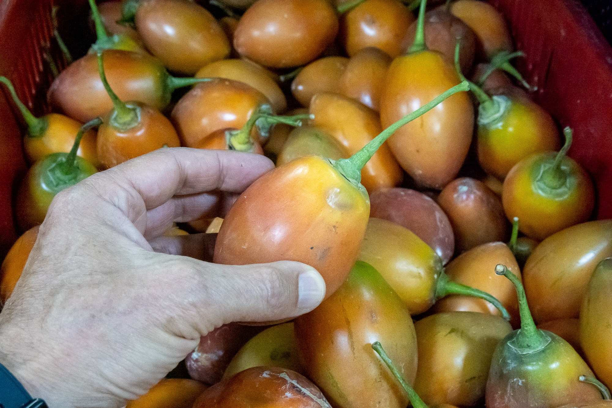 Колумбия Медельин. Colombia Medellin. Фотограф Алексей Скоробогатько