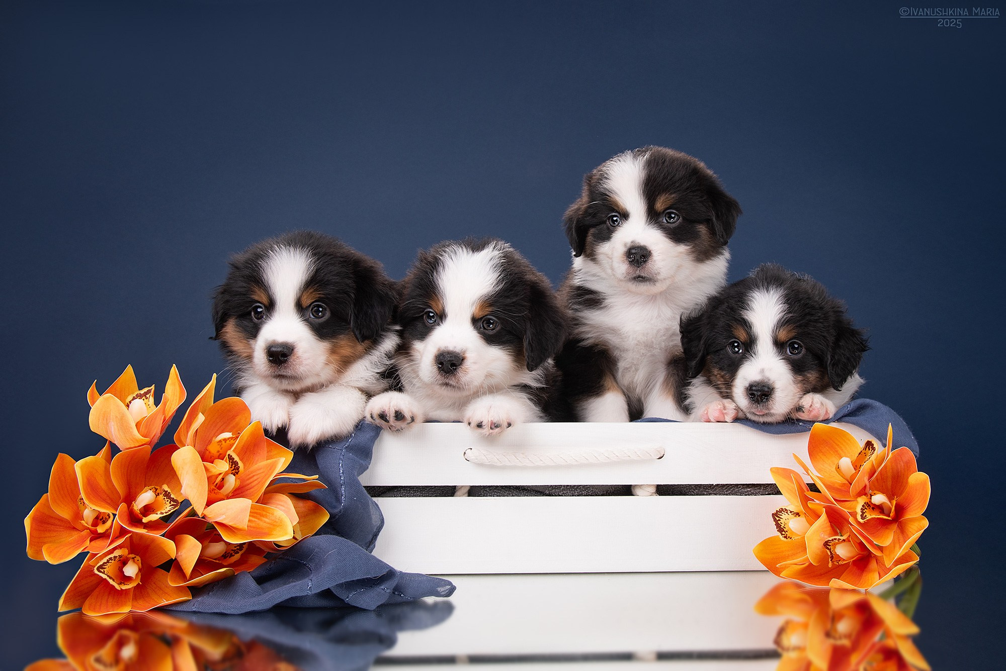 Фотосессия щенков на фонах. Фотограф собак в Москве и Московской области Иванушкина Мария