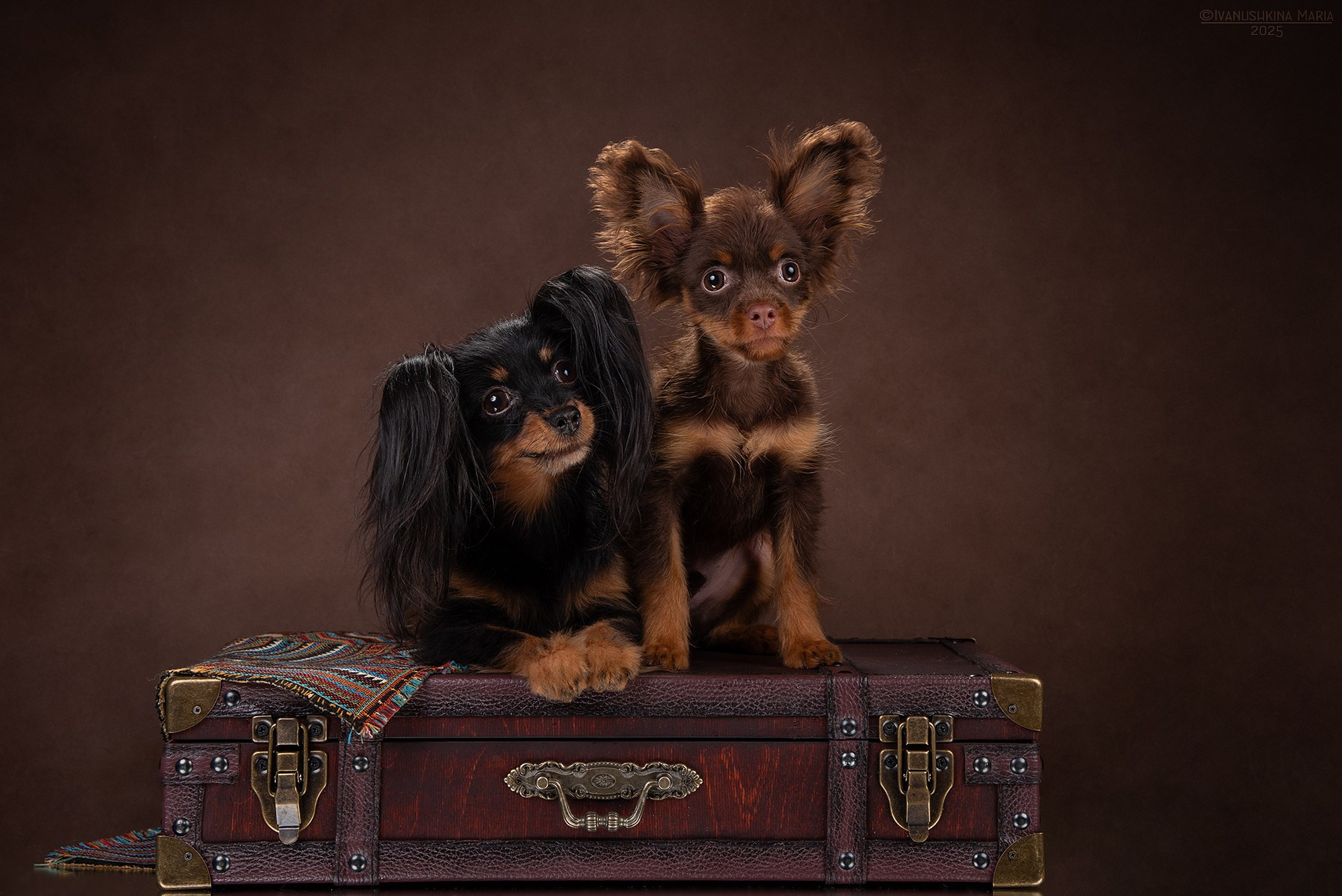Фотосессия щенков на фонах. Фотограф собак в Москве и Московской области Иванушкина Мария