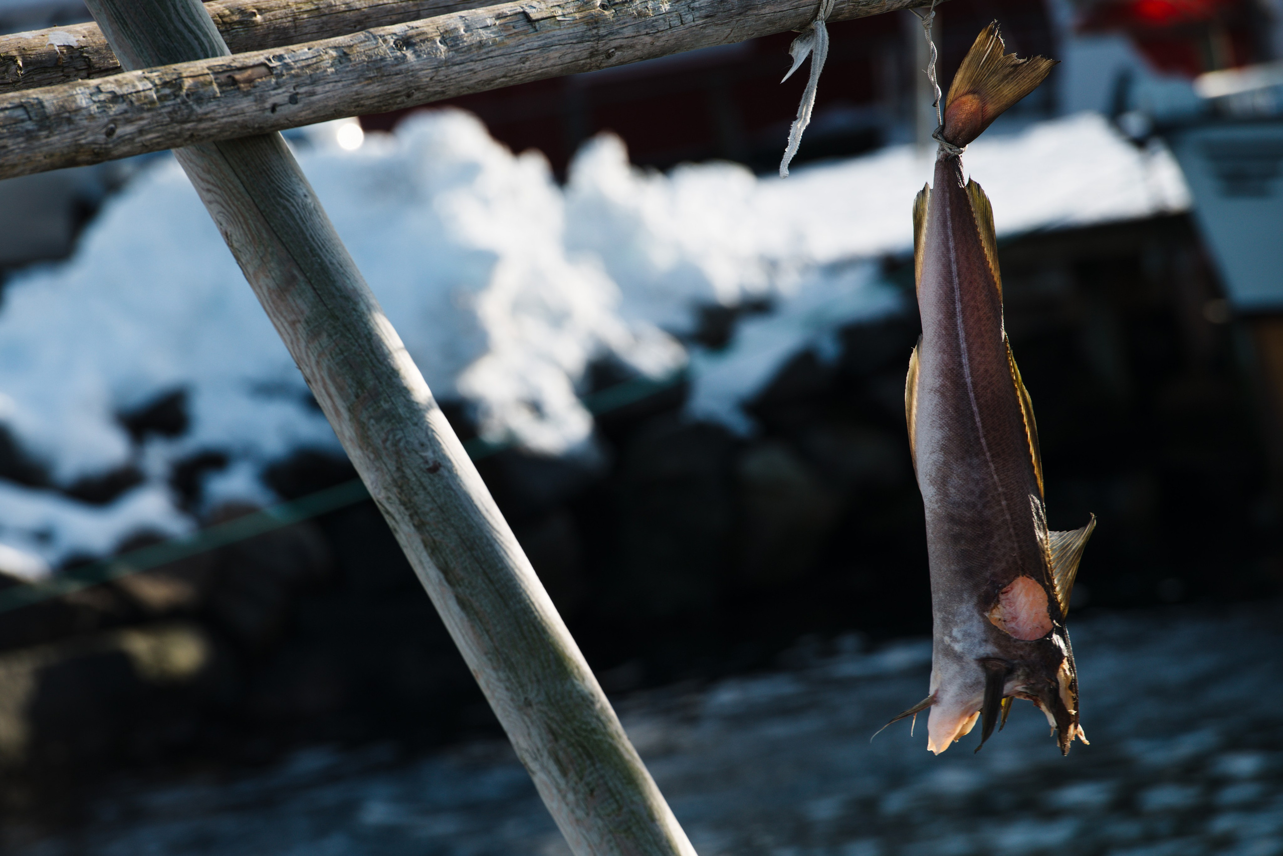 : Одиночная рыба трески (стокфиш) висит на деревянной сушилке для рыбы на открытом воздухе на фоне снега.