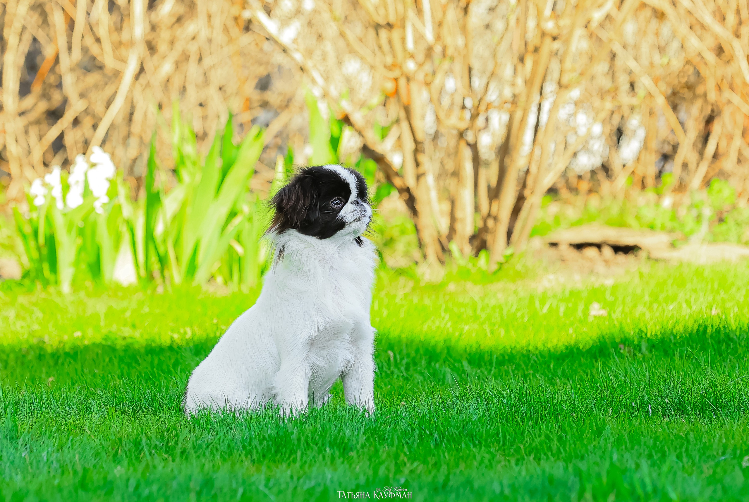 Японский хин, фотография японский хин, собака в цветах, красивая собака, фотограф анималист, фотокурс Анималистика, научиться фотографировать собак, фотограф Новосибирск