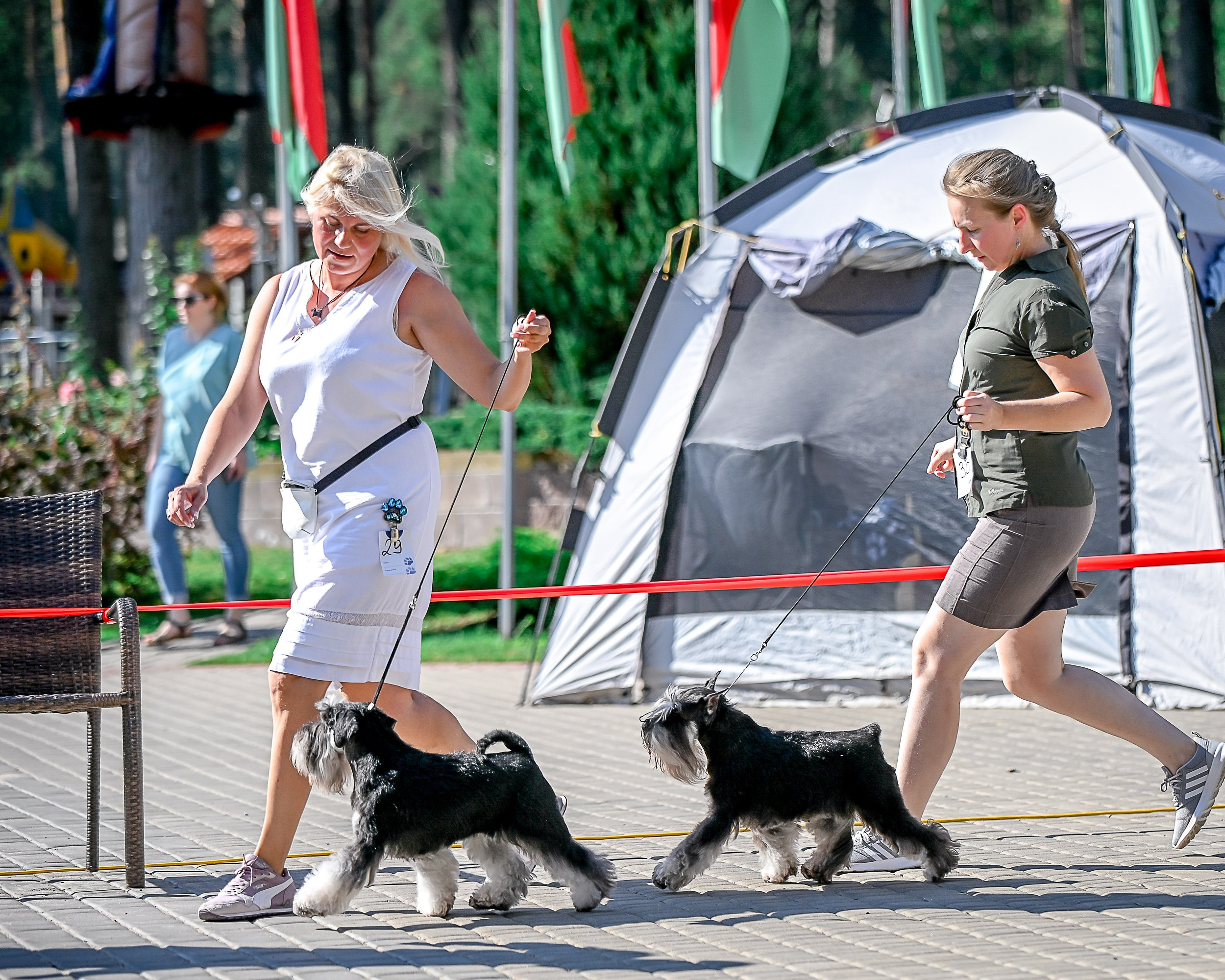 Софи/Asson Ari Vivien Marceau. Питомник цвергшнауцеров в Беларуси «Делинсо Бэлэнс»