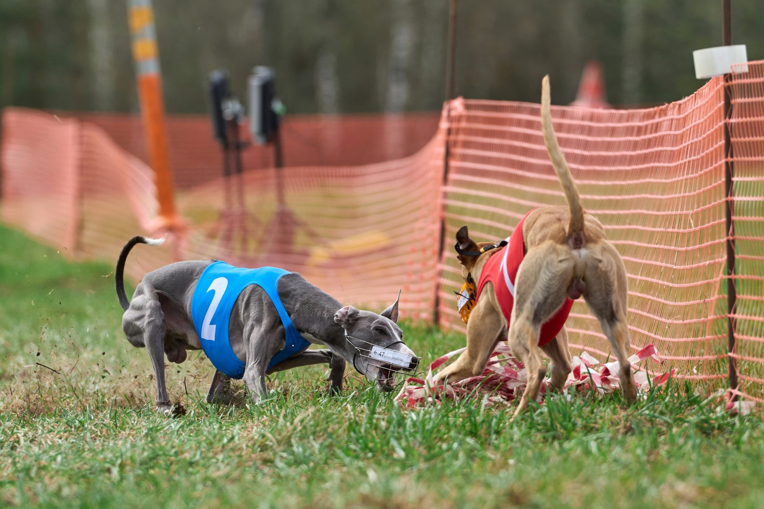 Квалификация по рейсингу. Фотограф-анималист Михаил Манухин