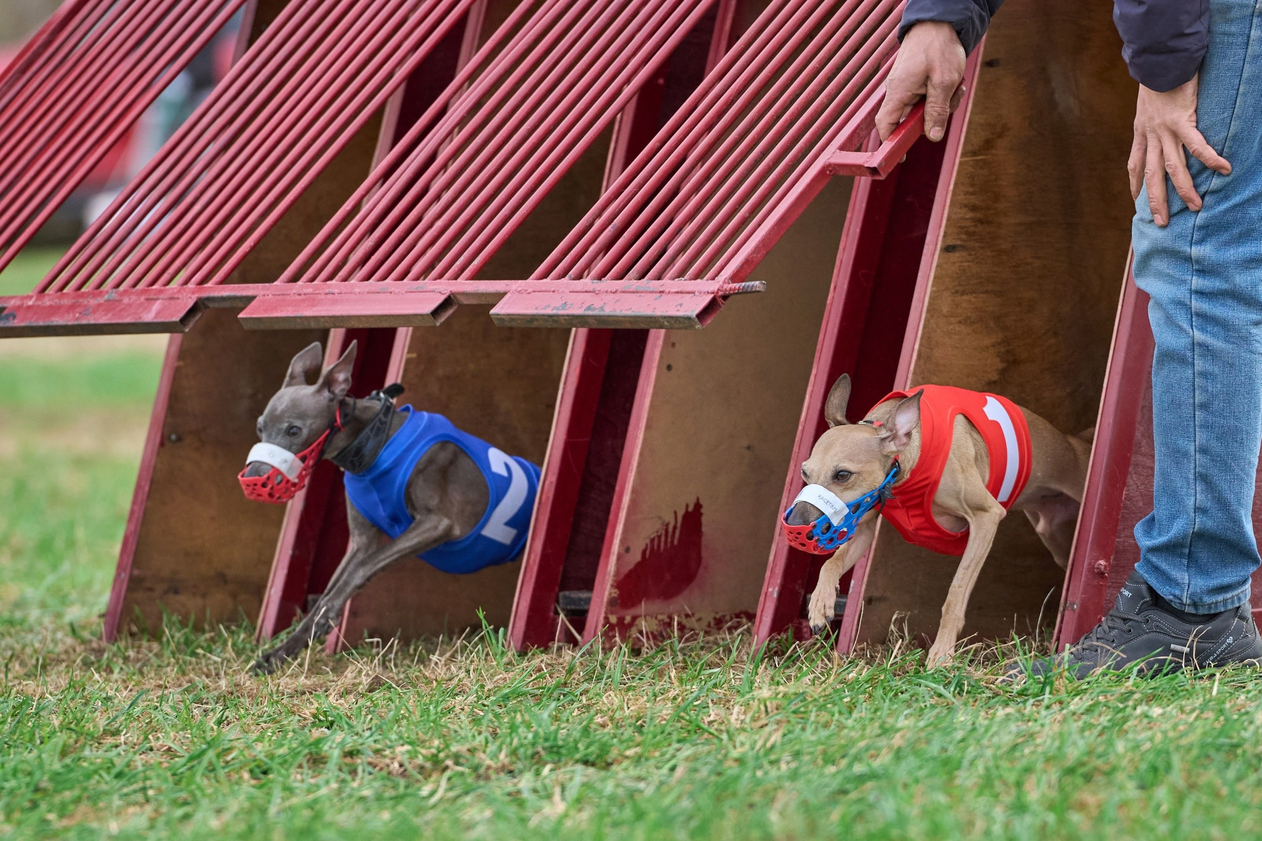 Квалификация по рейсингу. Фотограф-анималист Михаил Манухин