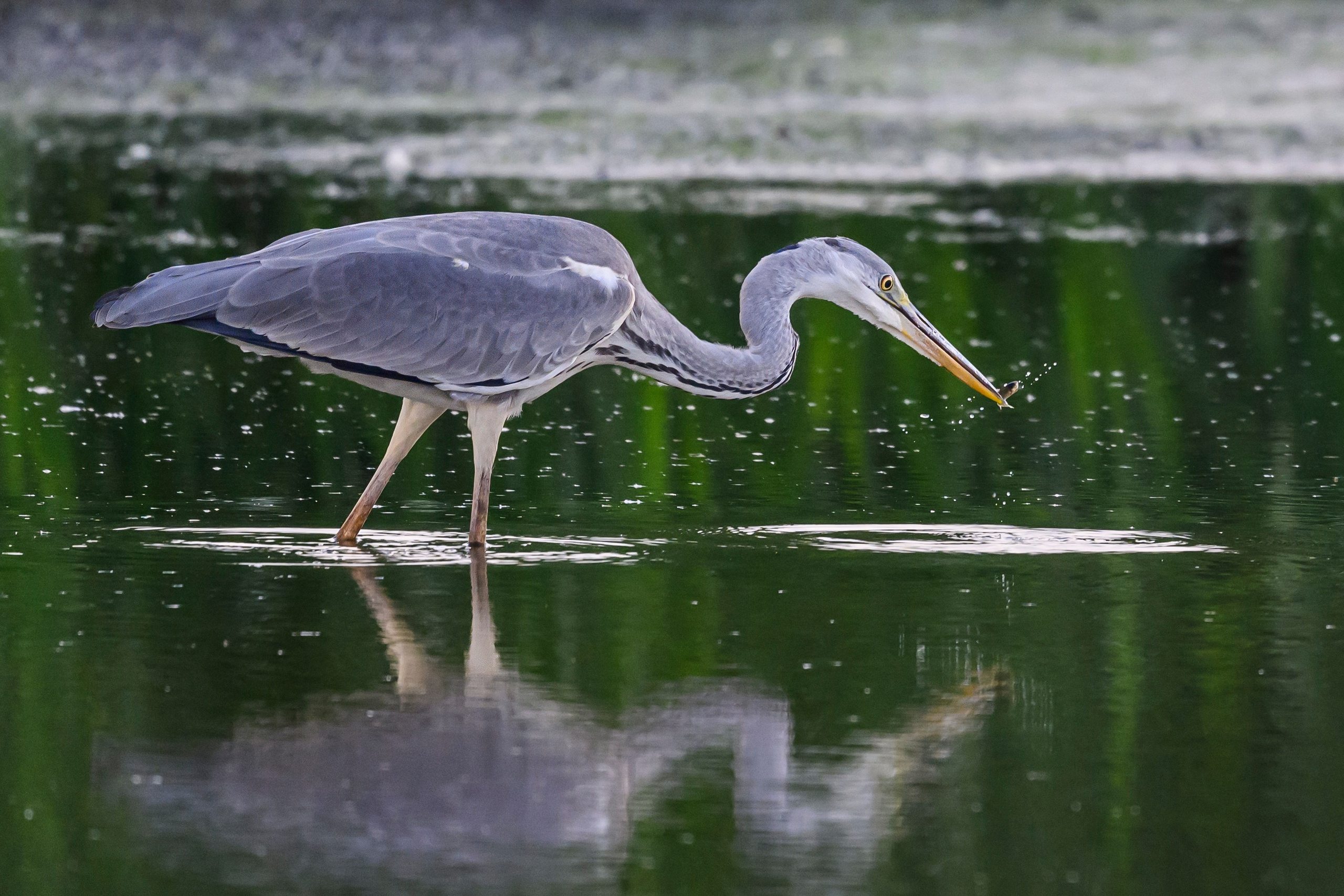 Рыбалка цапли. Fishing of the Heron. Фотограф Сергей Пупонин