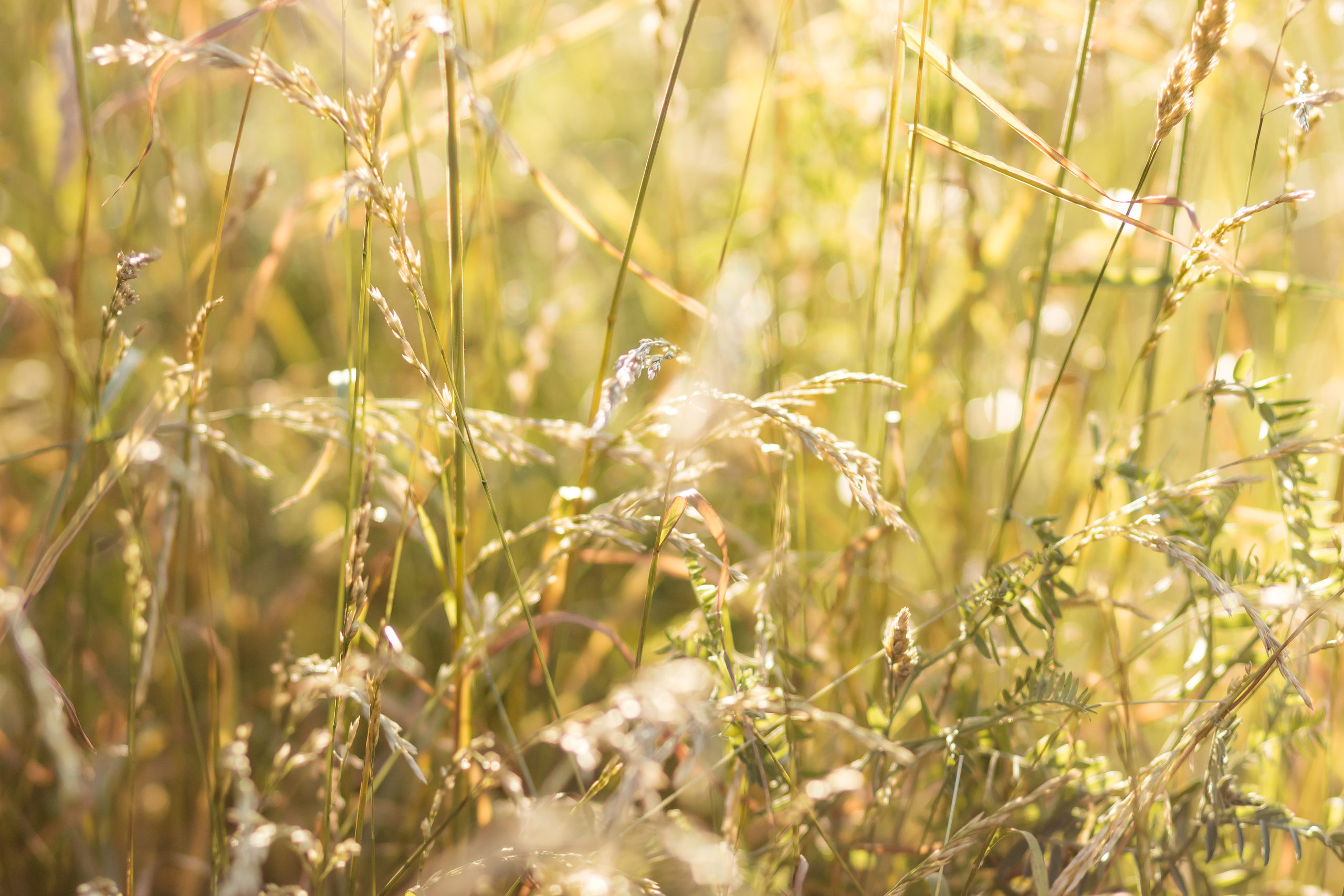 Венок. Семейный фотограф в Минске Приболовец Светлана