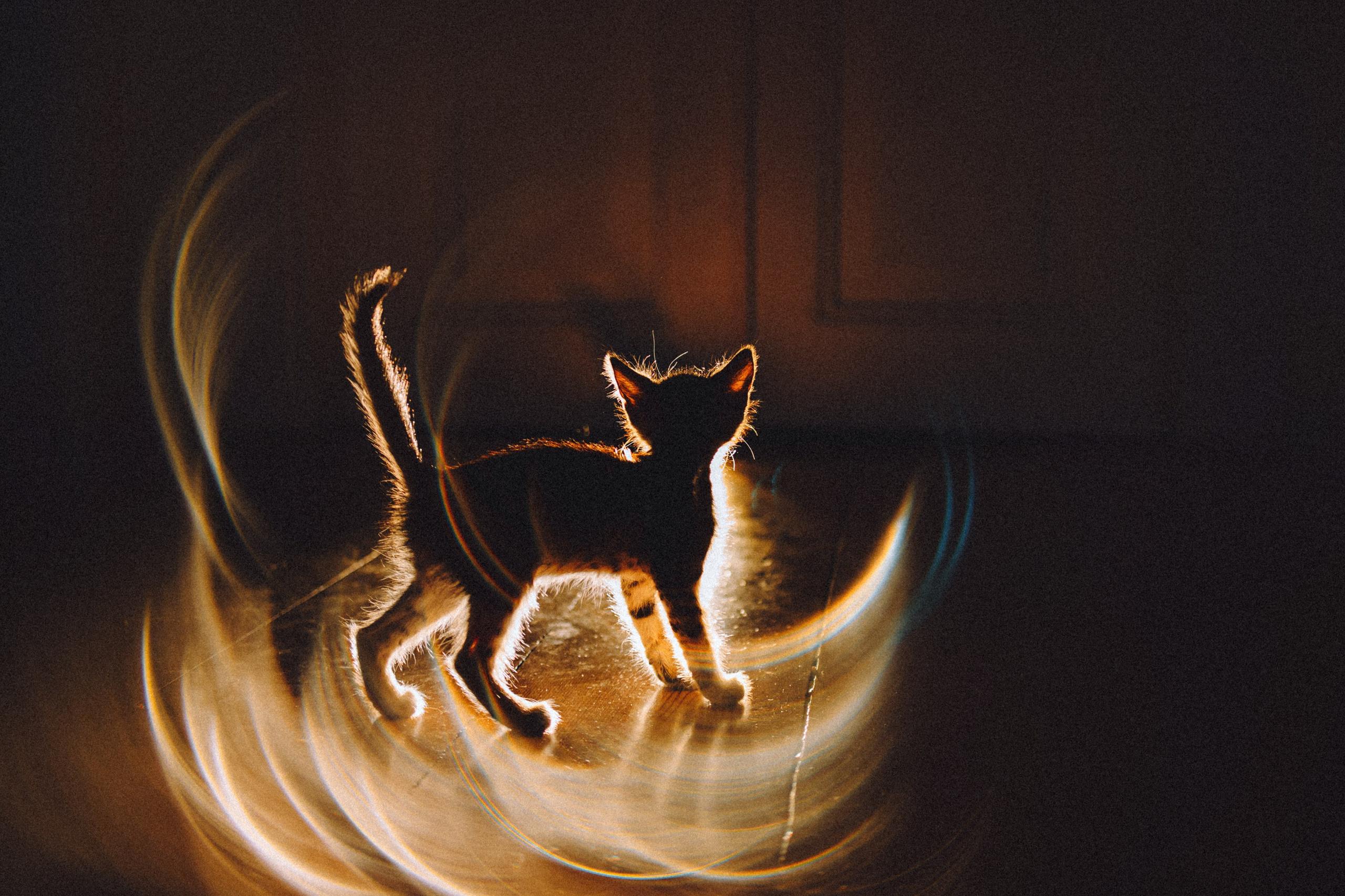 Более 30 идей для фотосессии с котенком