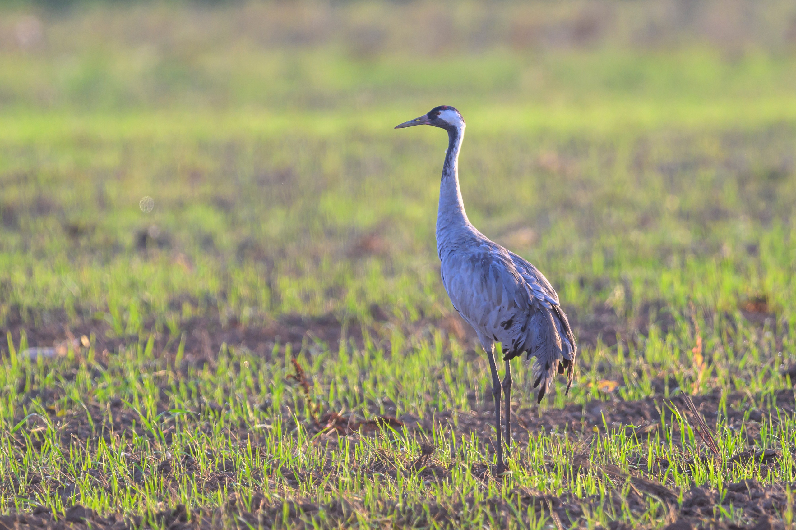 Стычка луня и осоеда, журавли. Wildlife photography by Sergey Puponin