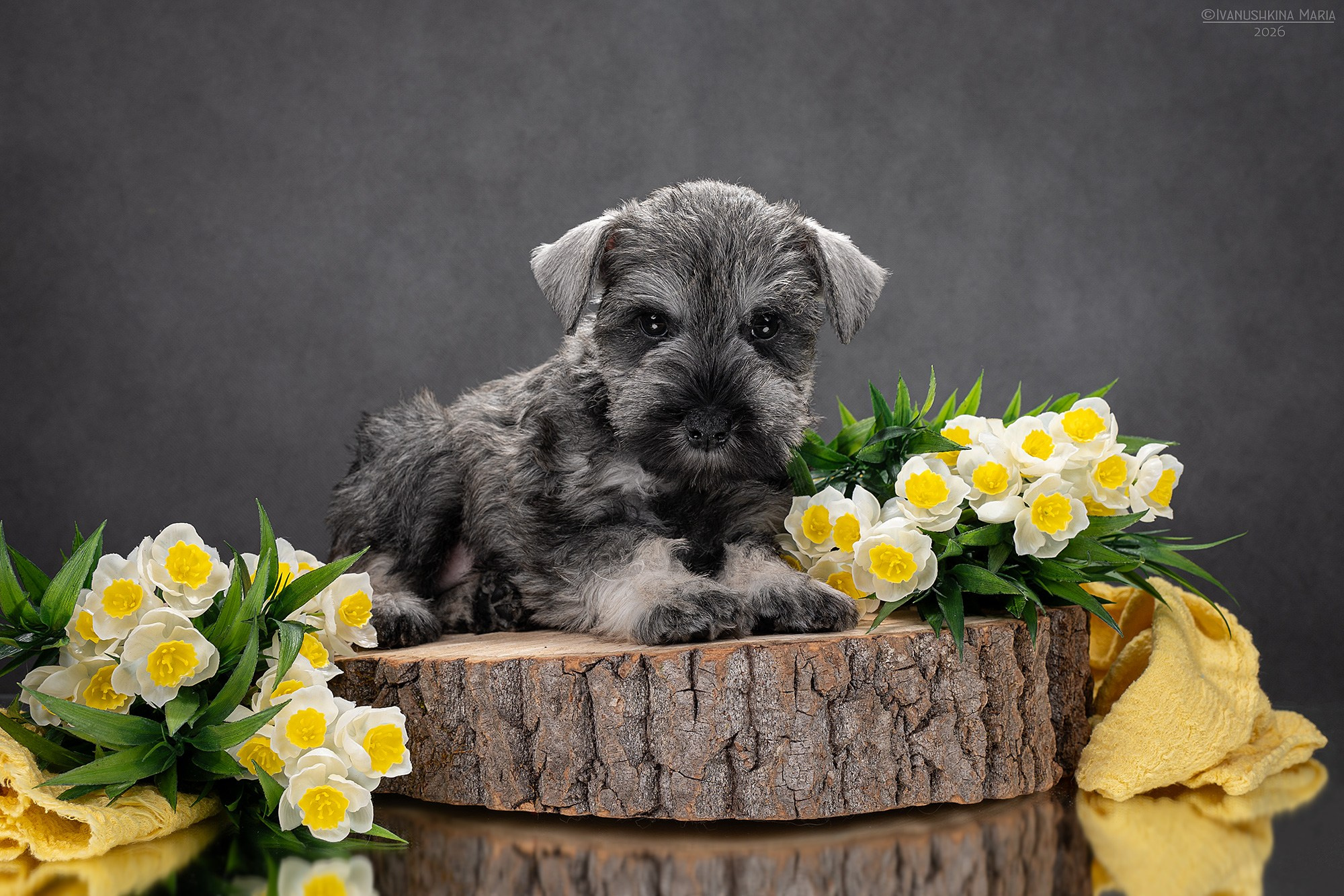 Фотосессия щенков на фонах. Фотограф собак в Москве и Московской области Иванушкина Мария