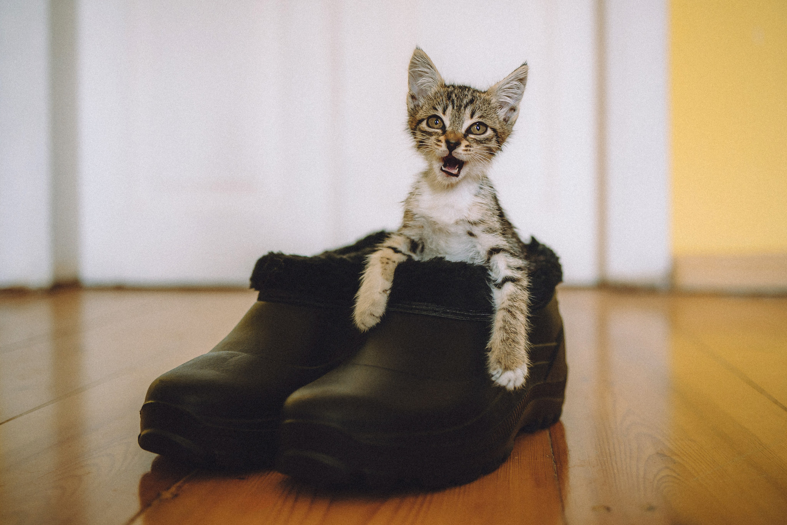 Более 30 идей для фотосессии с котенком