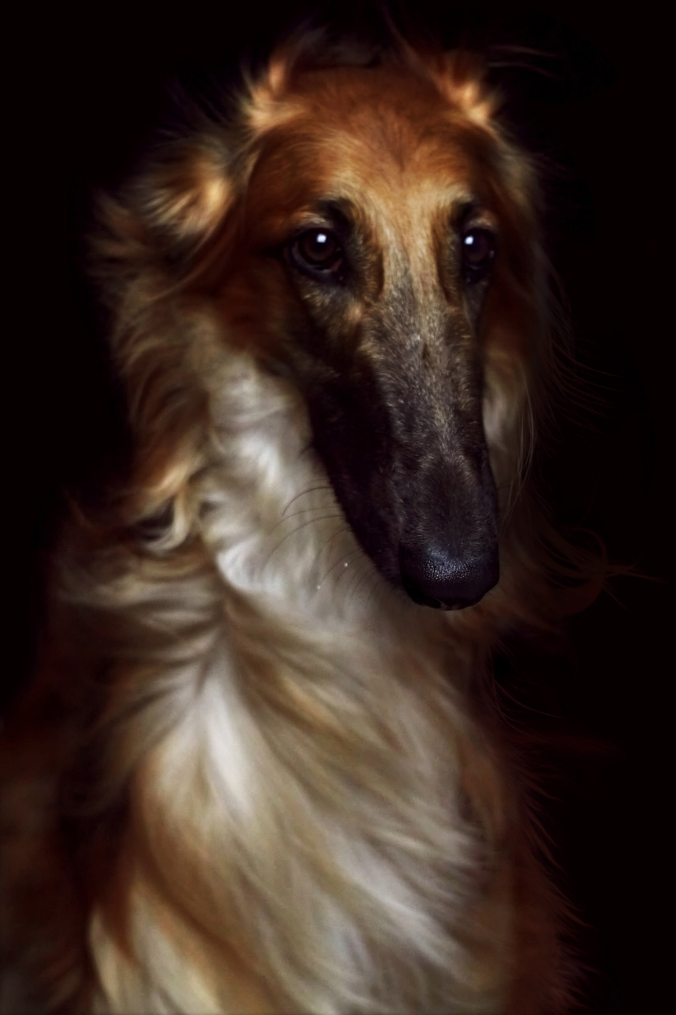 Фотограф анималист — Тула, Москва