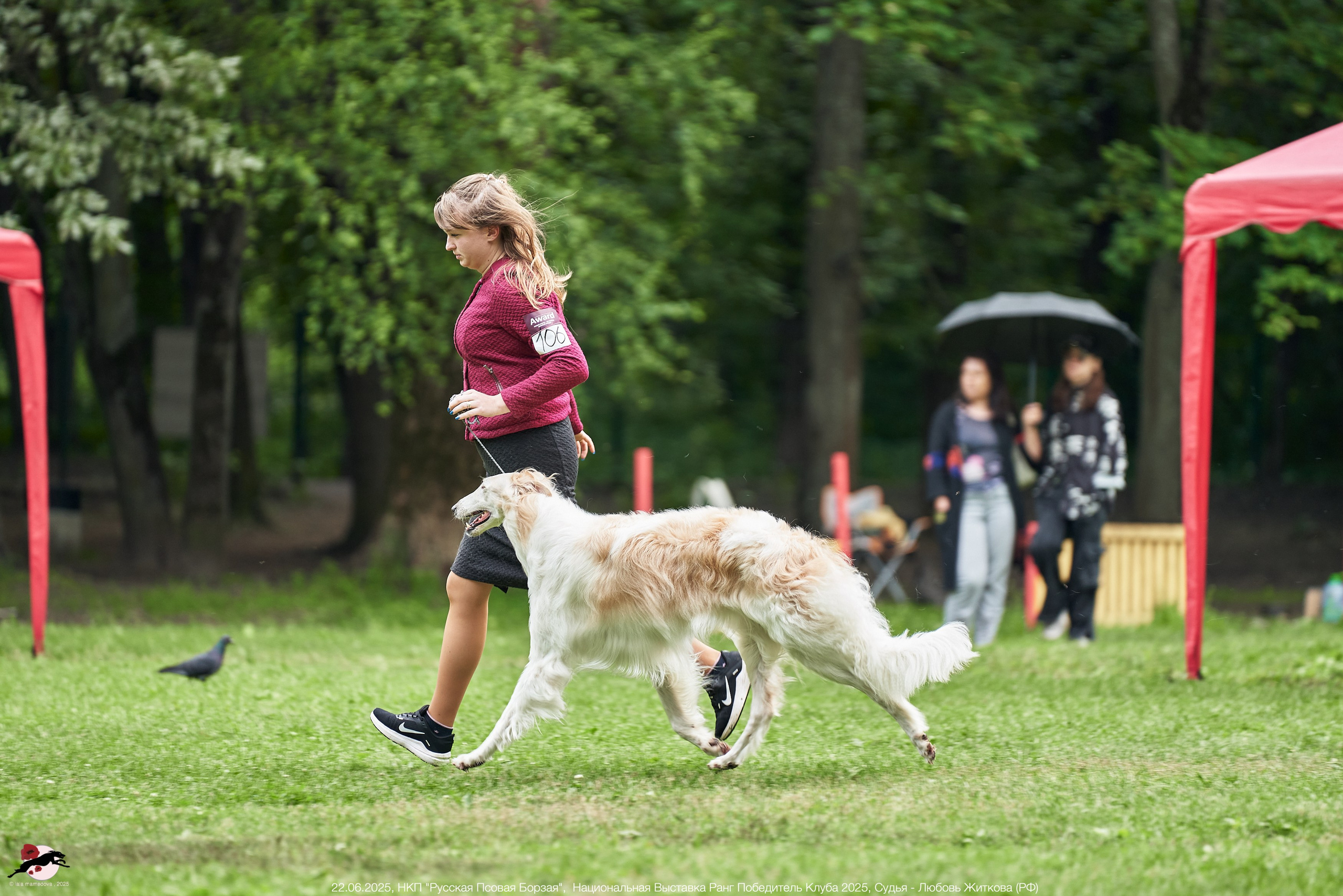 22.06.2025 | Национальная Выставка НКП "Русская Псовая Борзая"