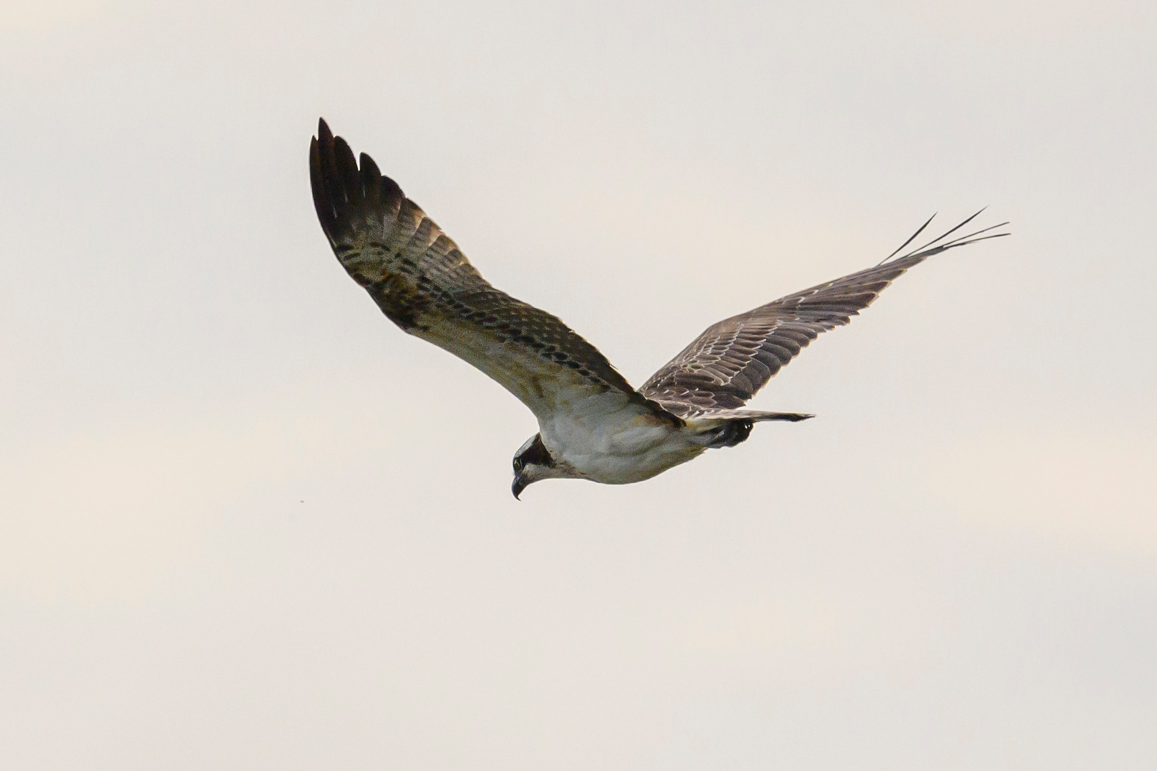 Скопа. Osprey. Wildlife photography by Sergey Puponin